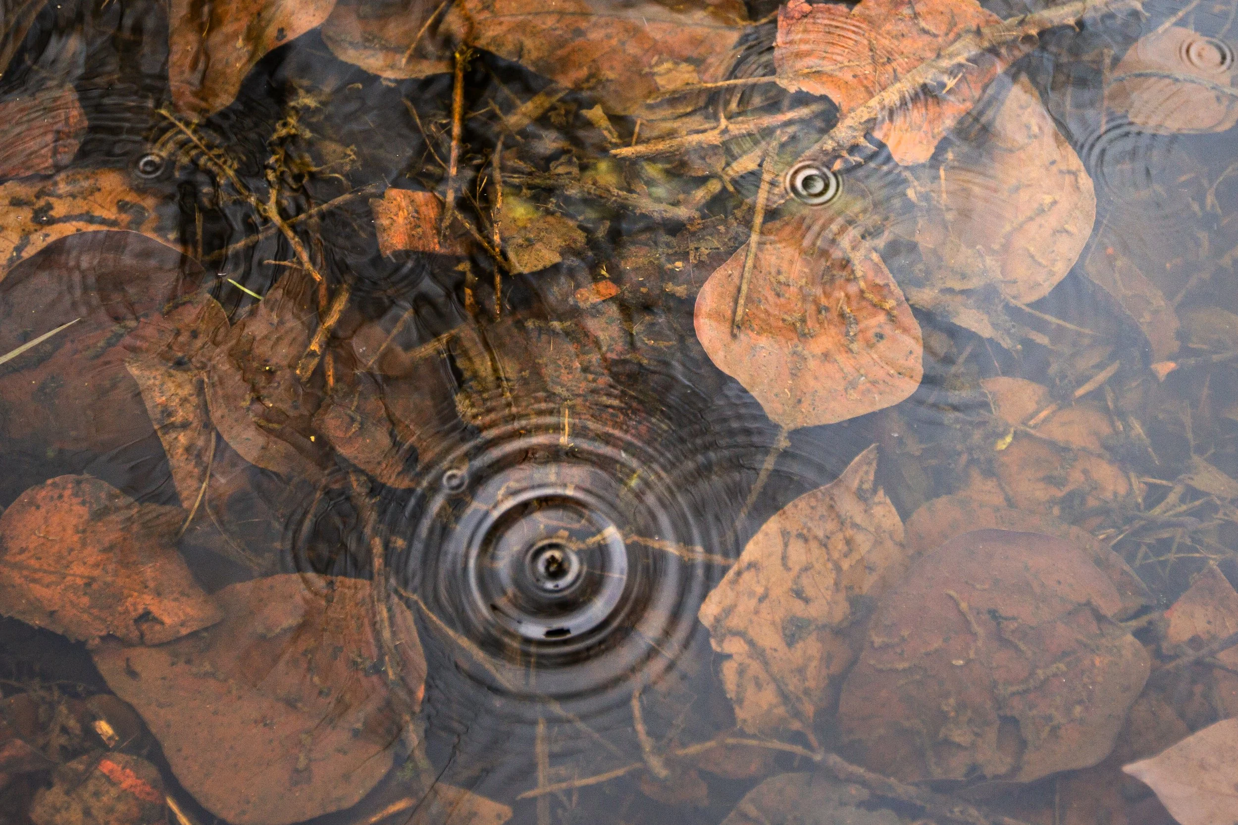 Ripples on Fallem Leaves.jpg