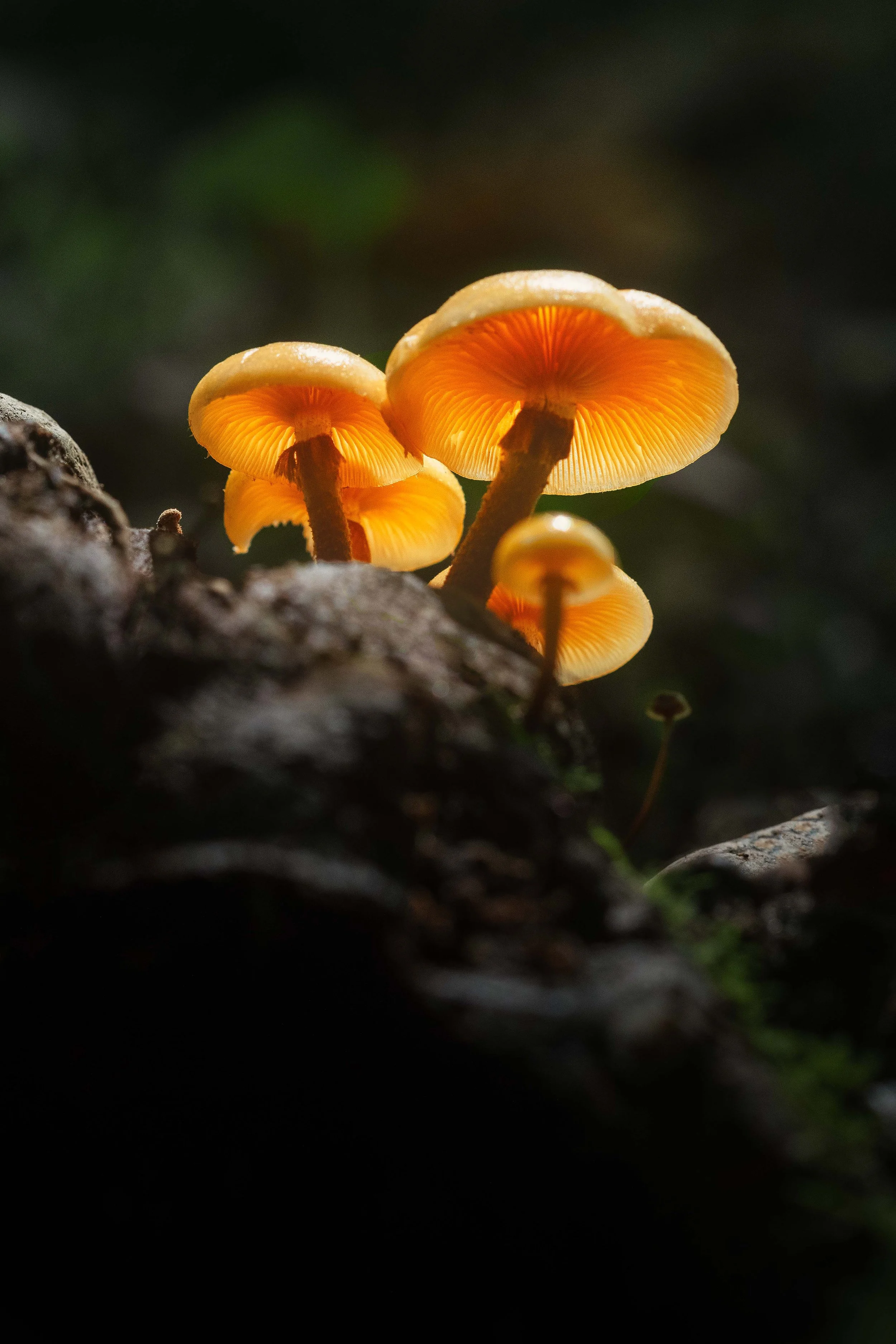 Group of Mushrooms websize.jpg