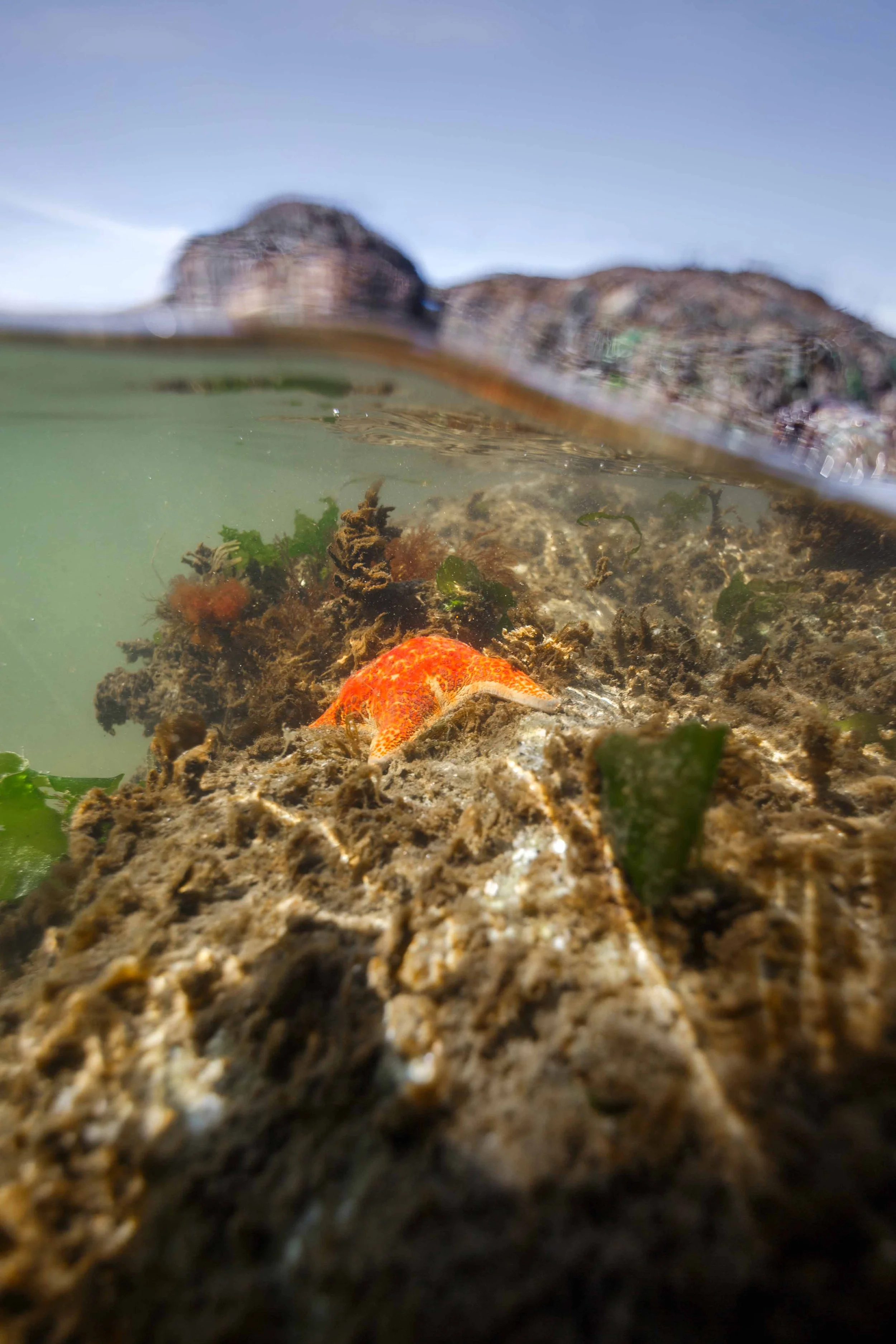 Sea Star Down Below websize.jpg