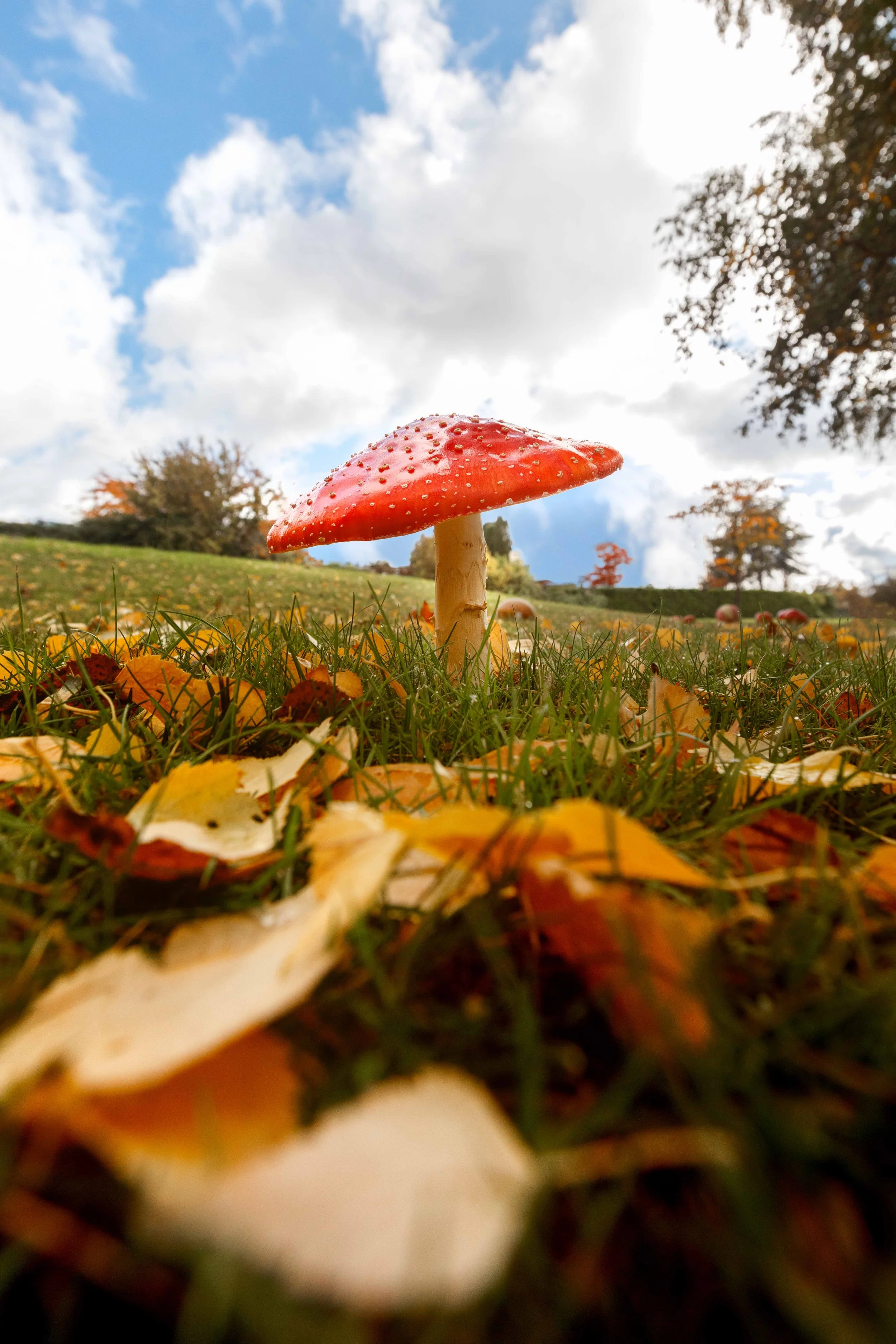 Amanita in the Park websize.jpg