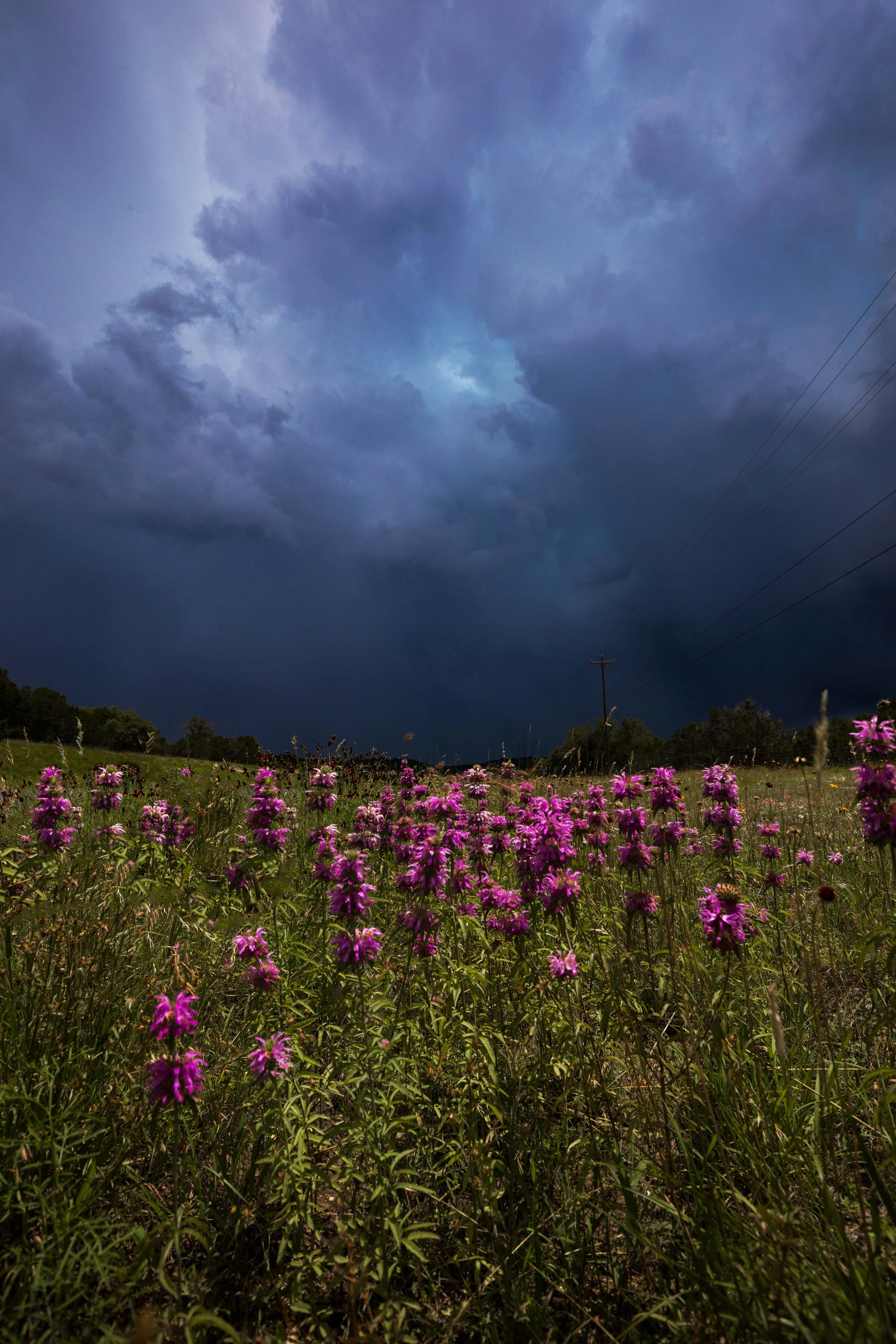 Roadside Wildflowers with Storm Web Size.jpg