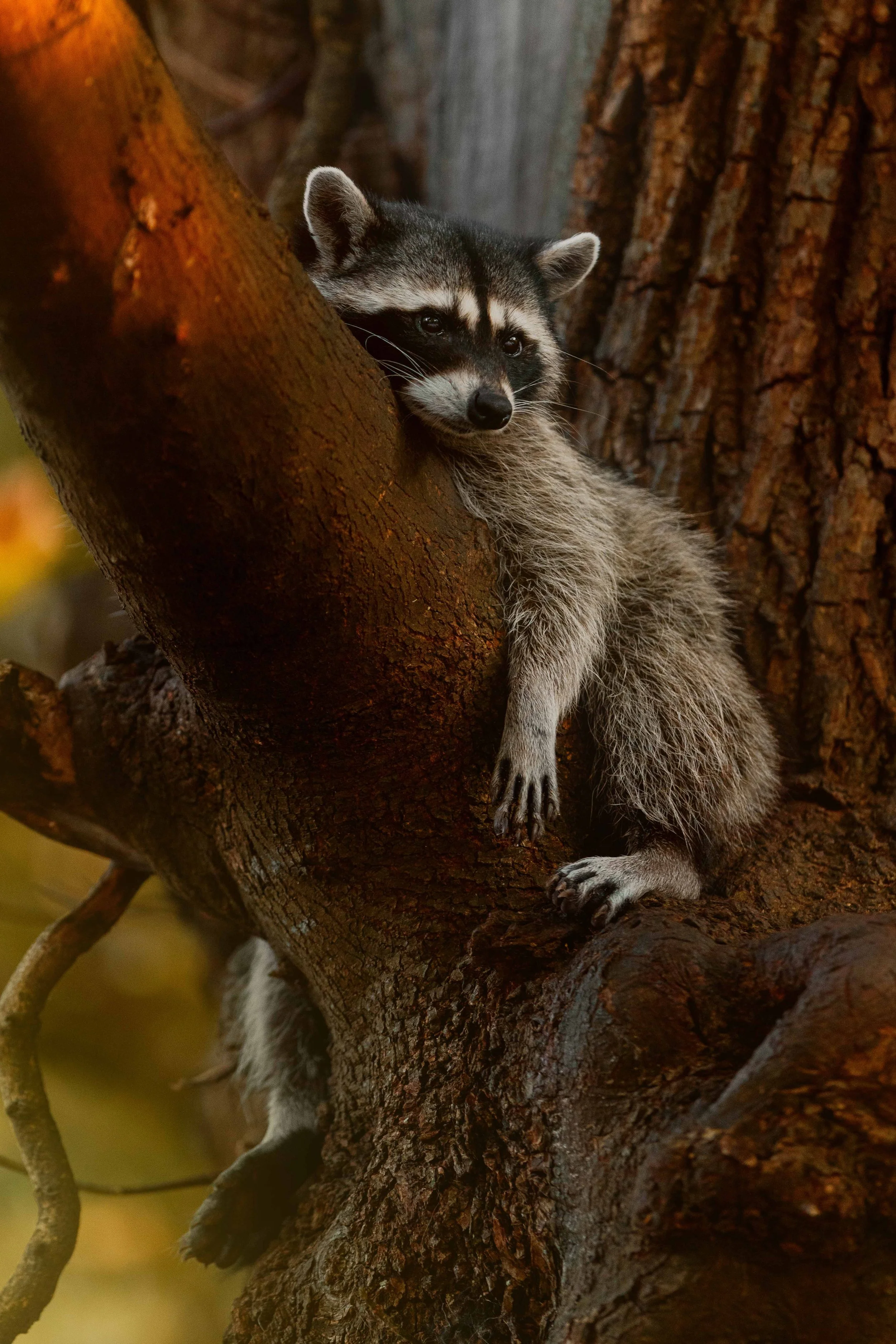 Raccoon Hanging Out websize.jpg