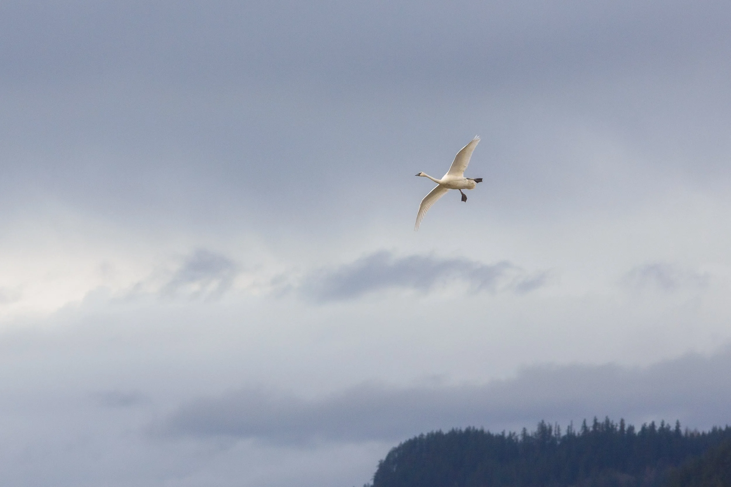 Trumpeter Swan Landing.jpg