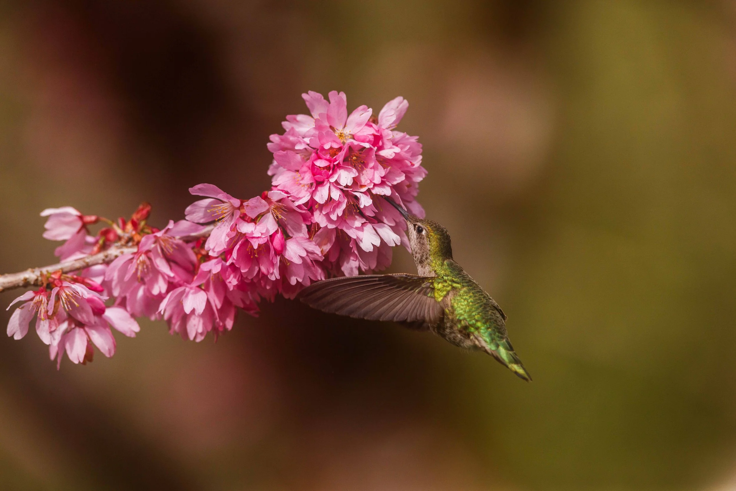 Hummingbird and Cherry Blossom (2) websize.jpg
