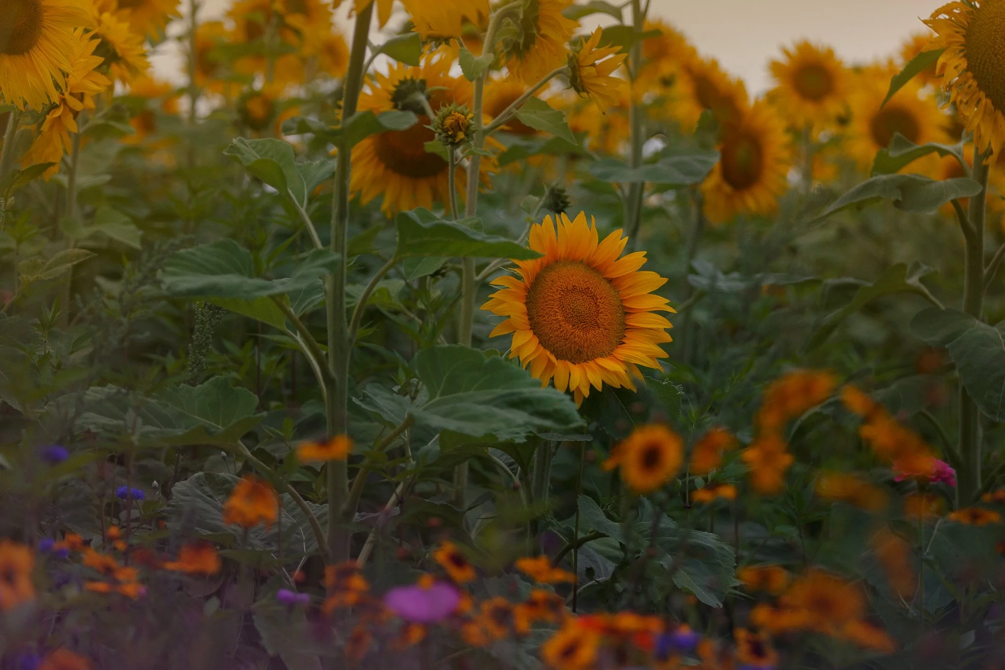 Sunflower Season-2.jpg