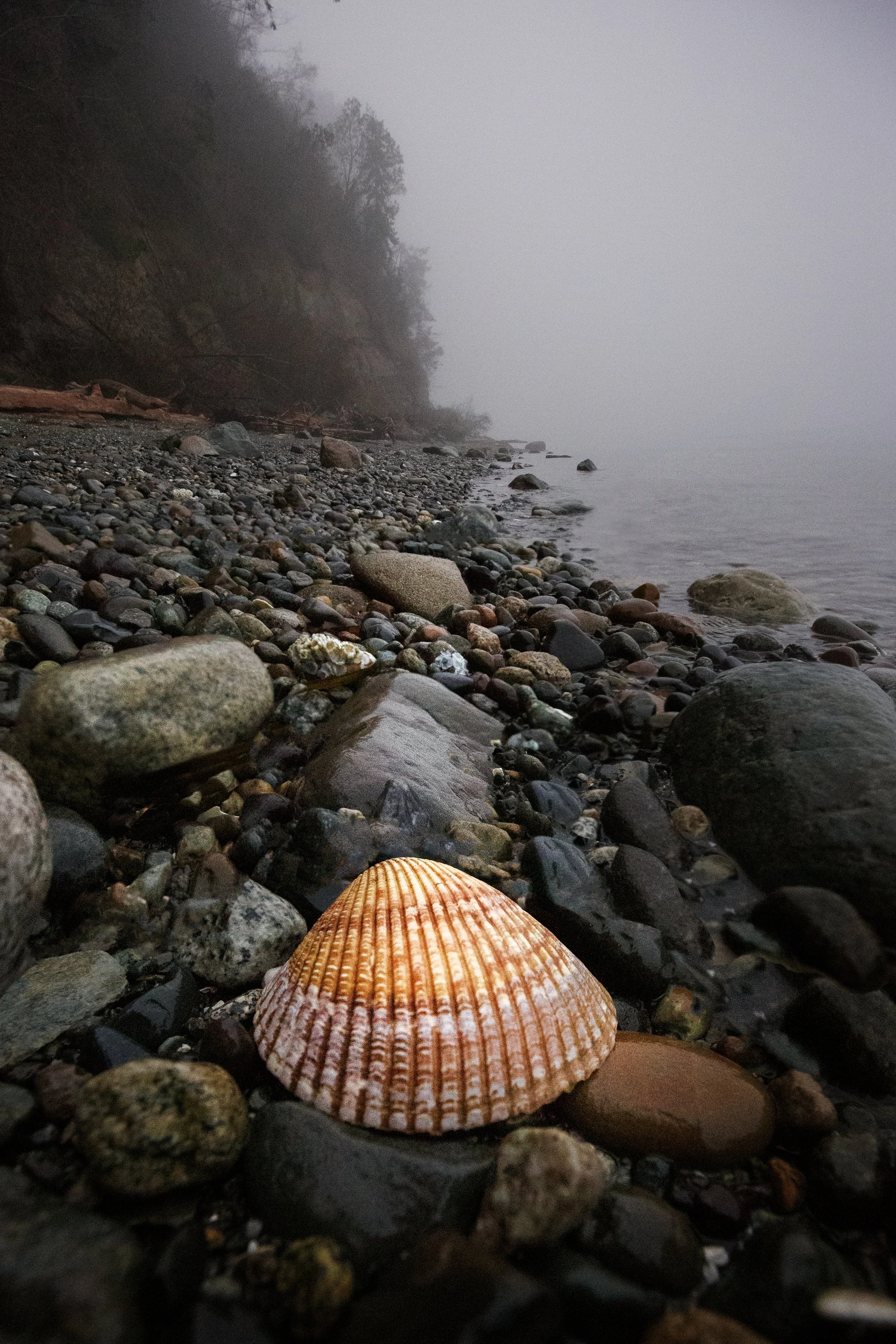 Seashell on a Foggy Beach.jpg