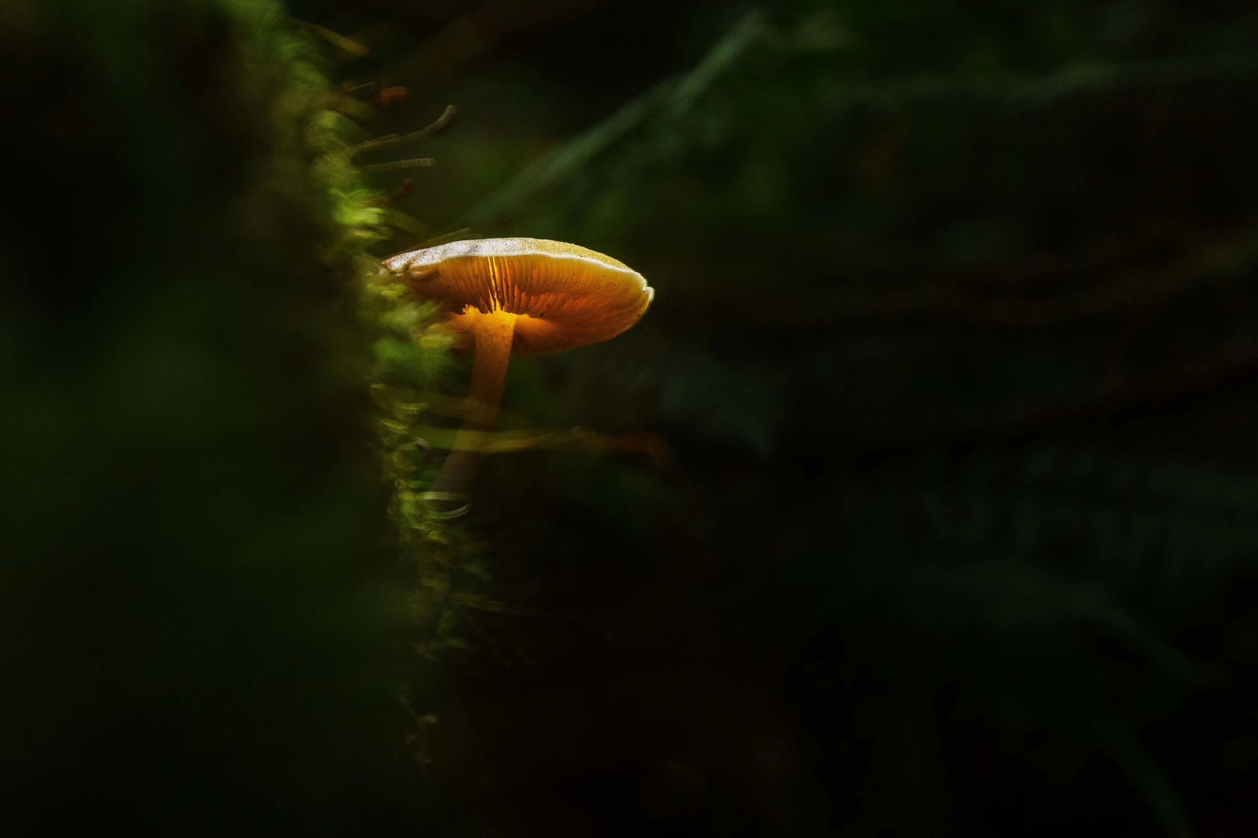 Mushroom in the Creek websize.jpg