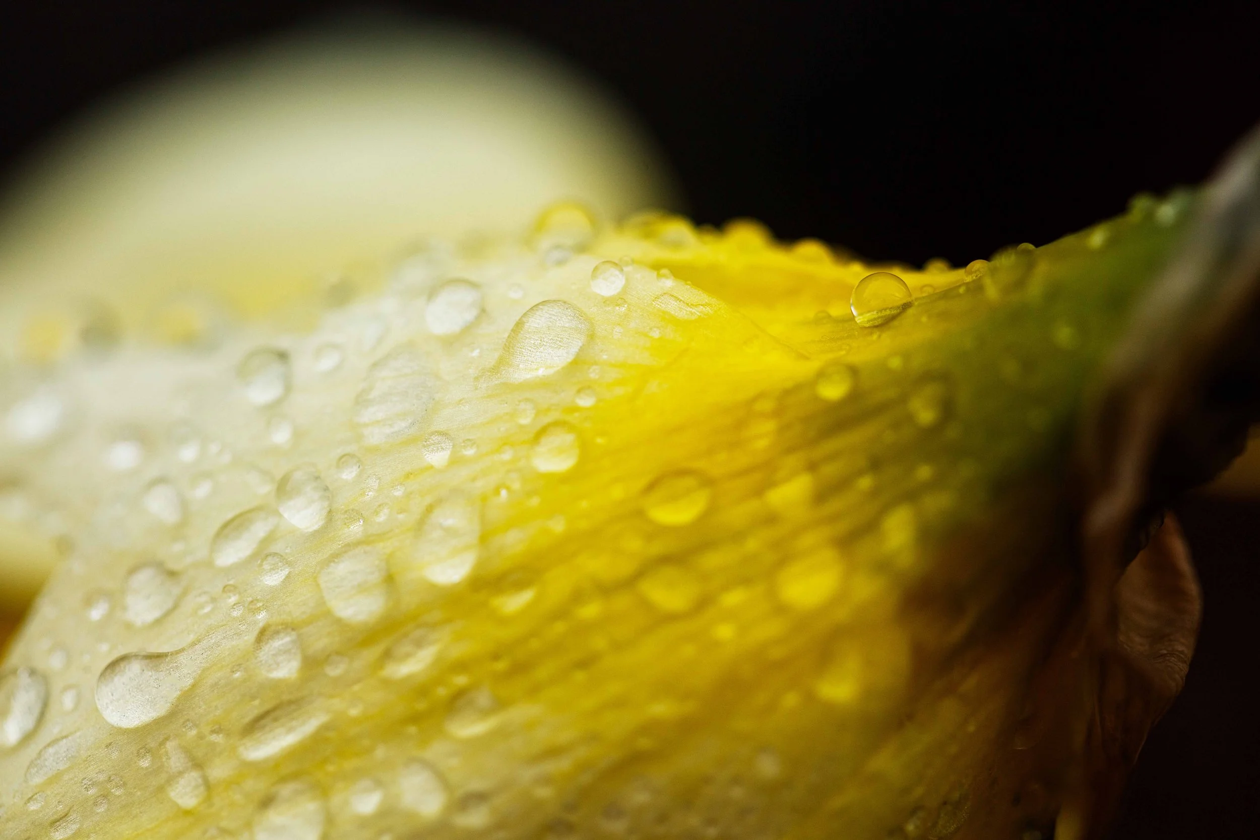 Daffodil with Droplets Websize.jpg