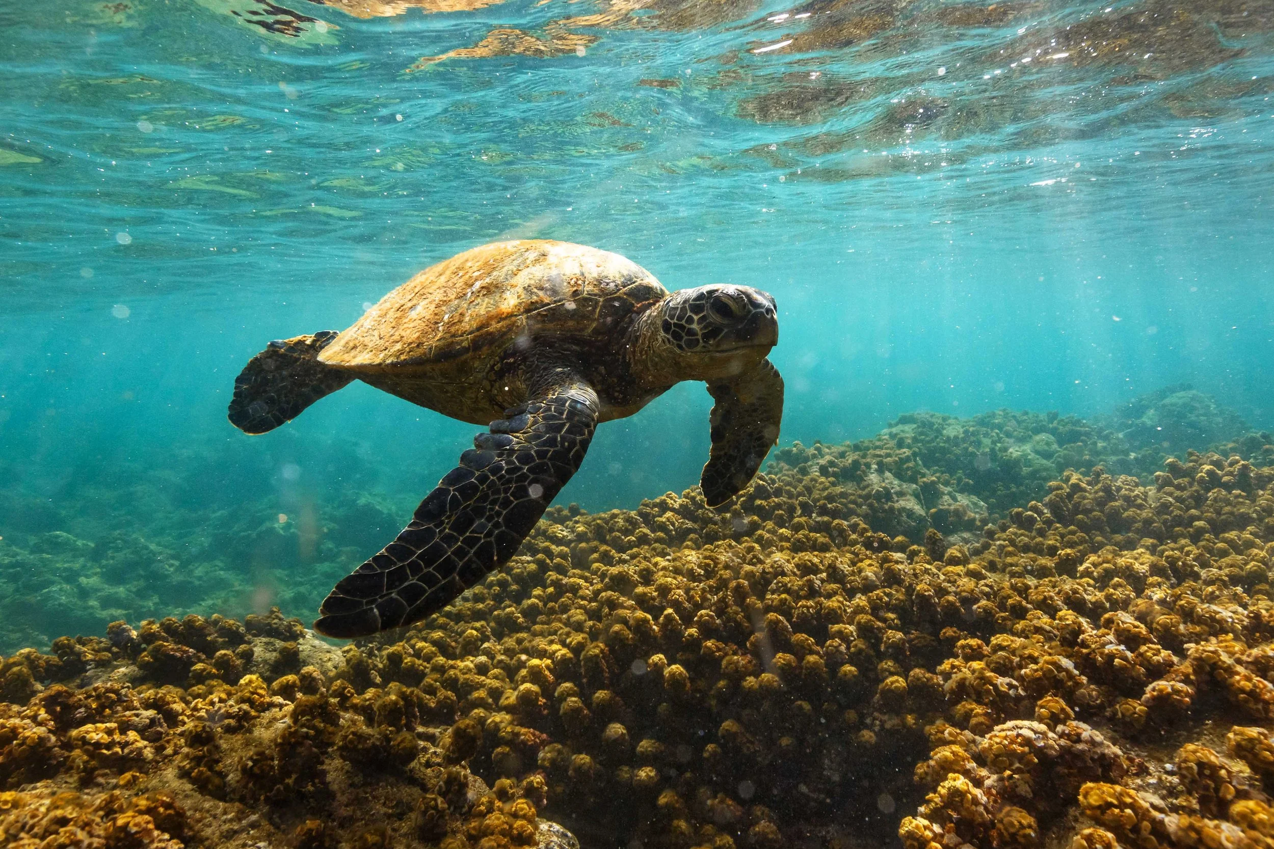 Sea Turtle Floating (2) websize.jpg