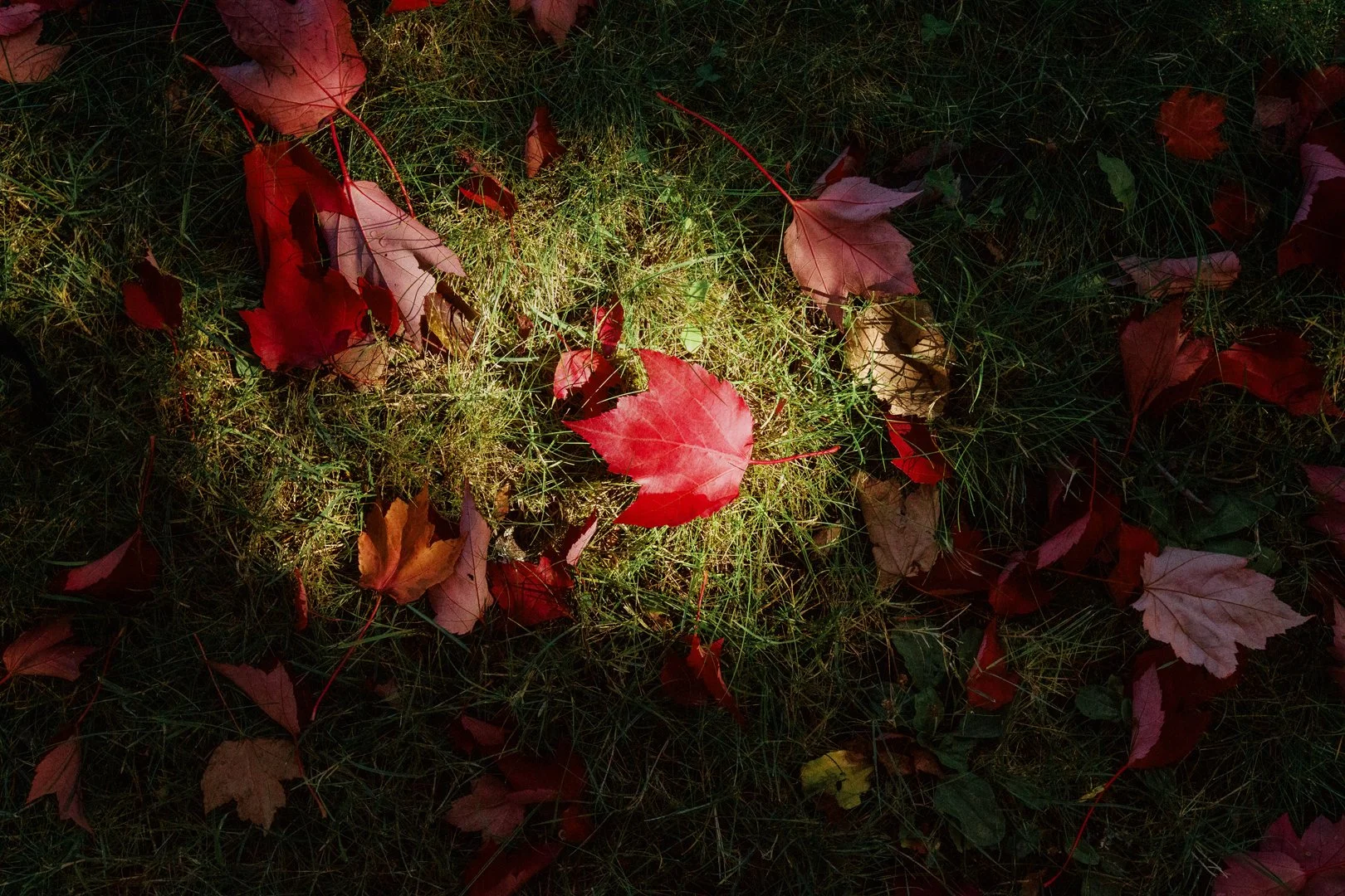 Spotlit Leaf.jpg
