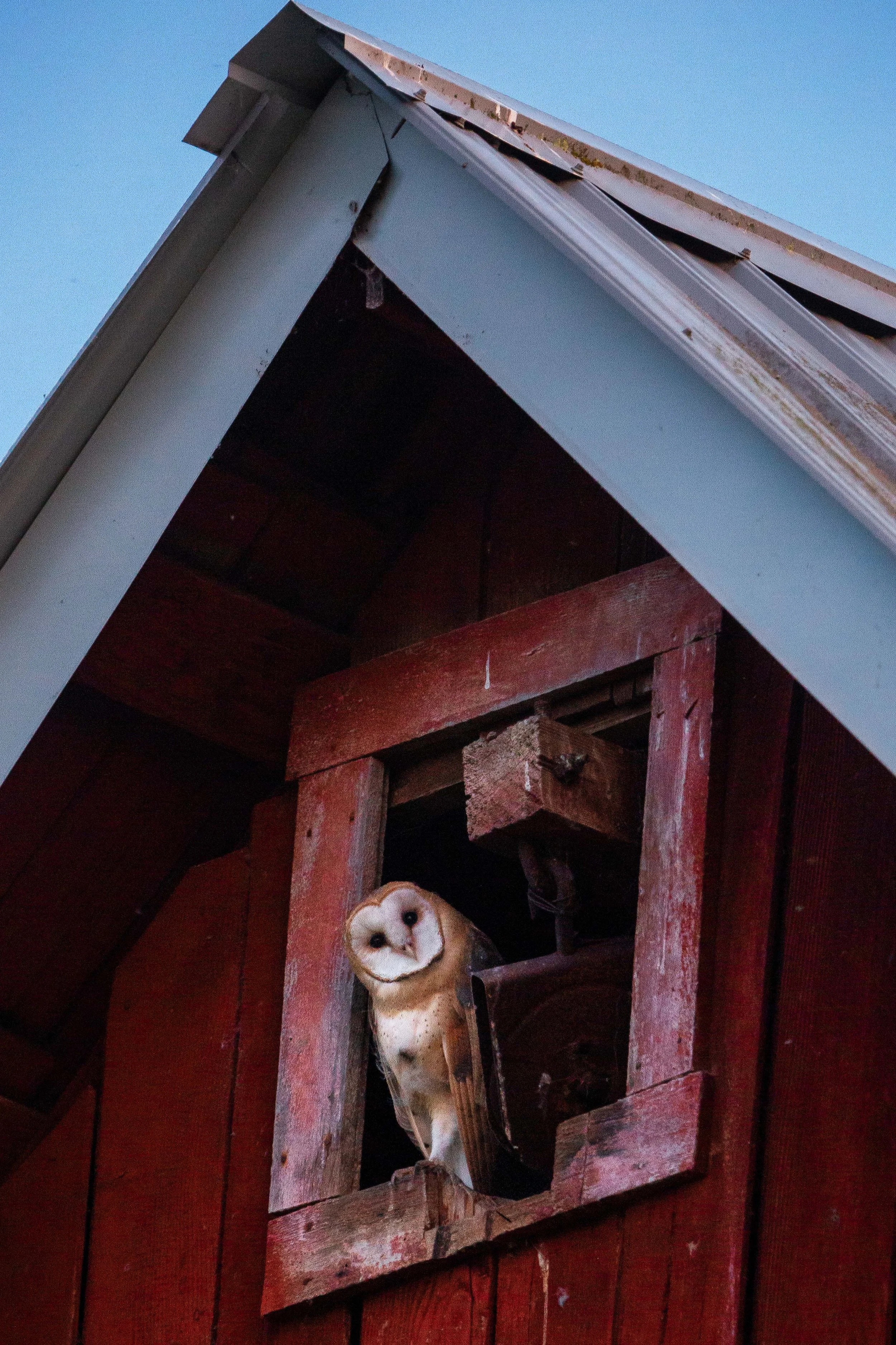 Barn Owl Adult in Carnation Web Size.jpg