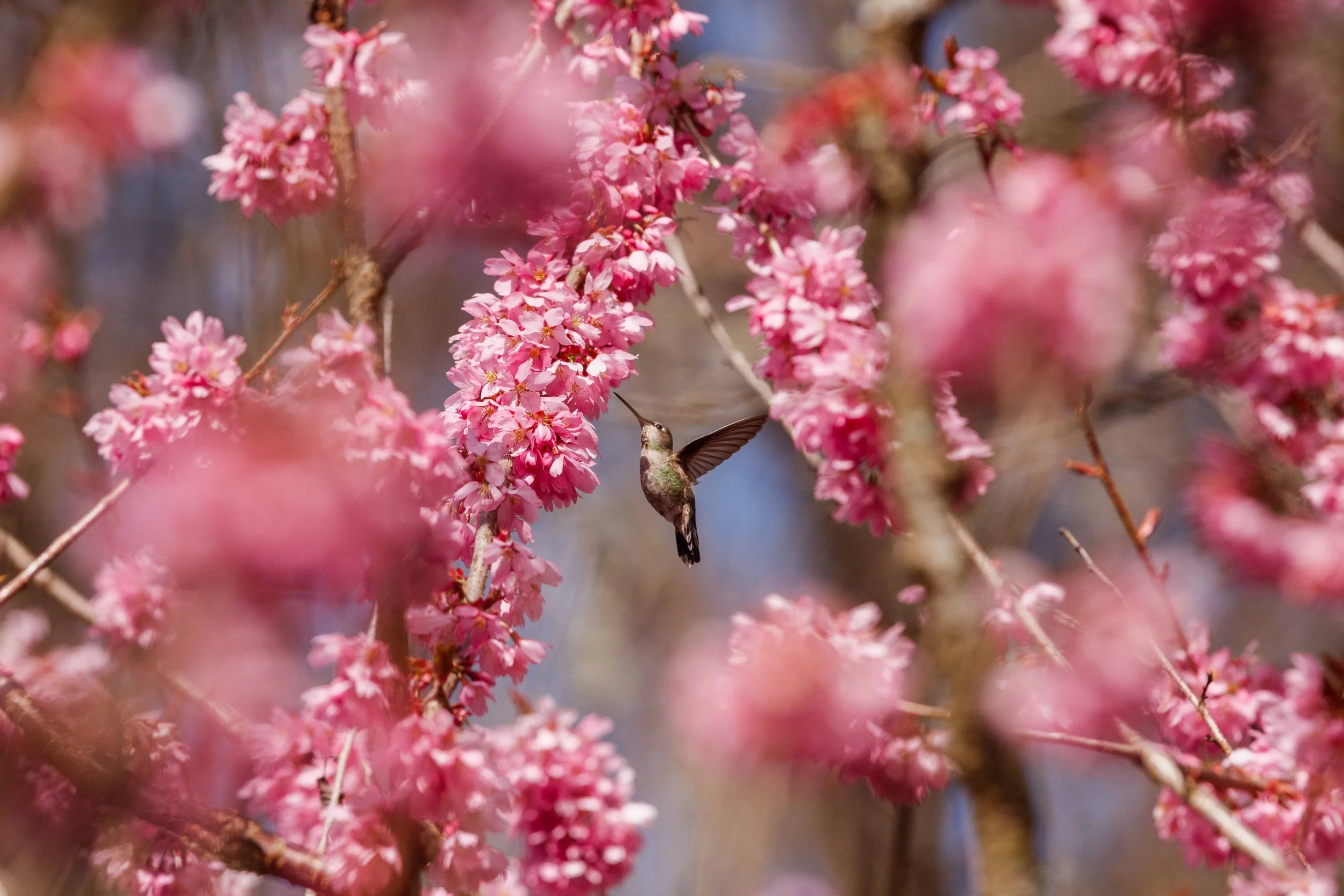 Hummingbird and Cherry Blossom (3) websize.jpg