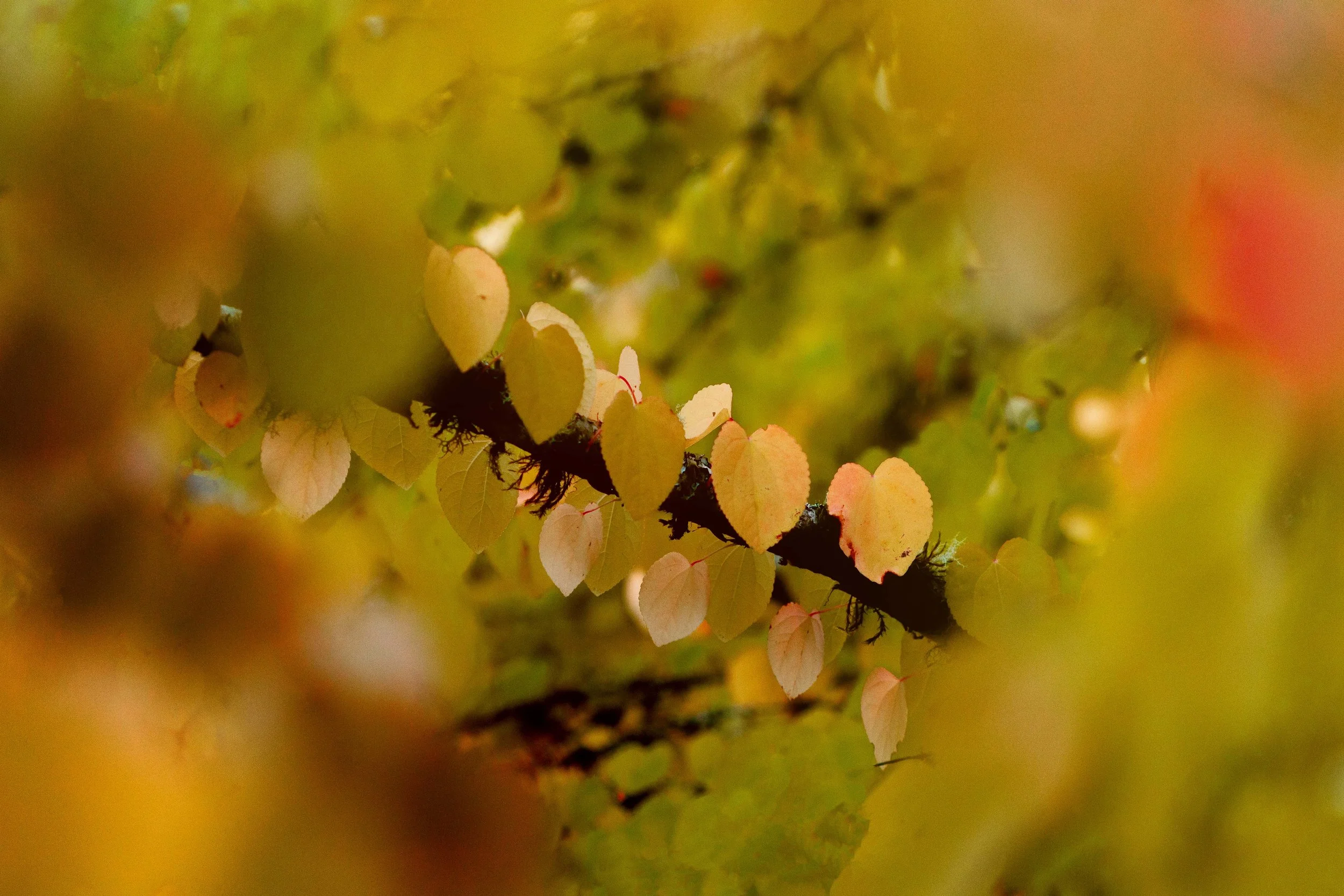 Katsura Leaves in a Row Websize.jpg