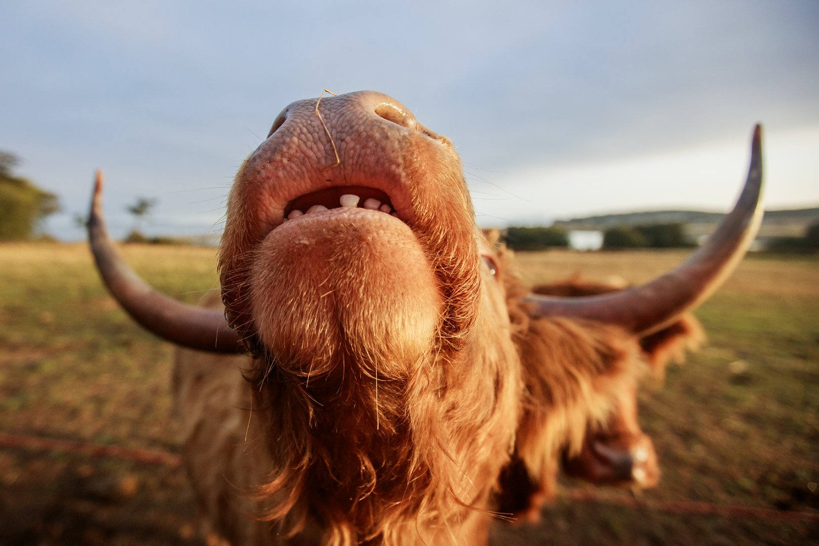 Photography Ticket (Adult) - Whidbey Highland Farm