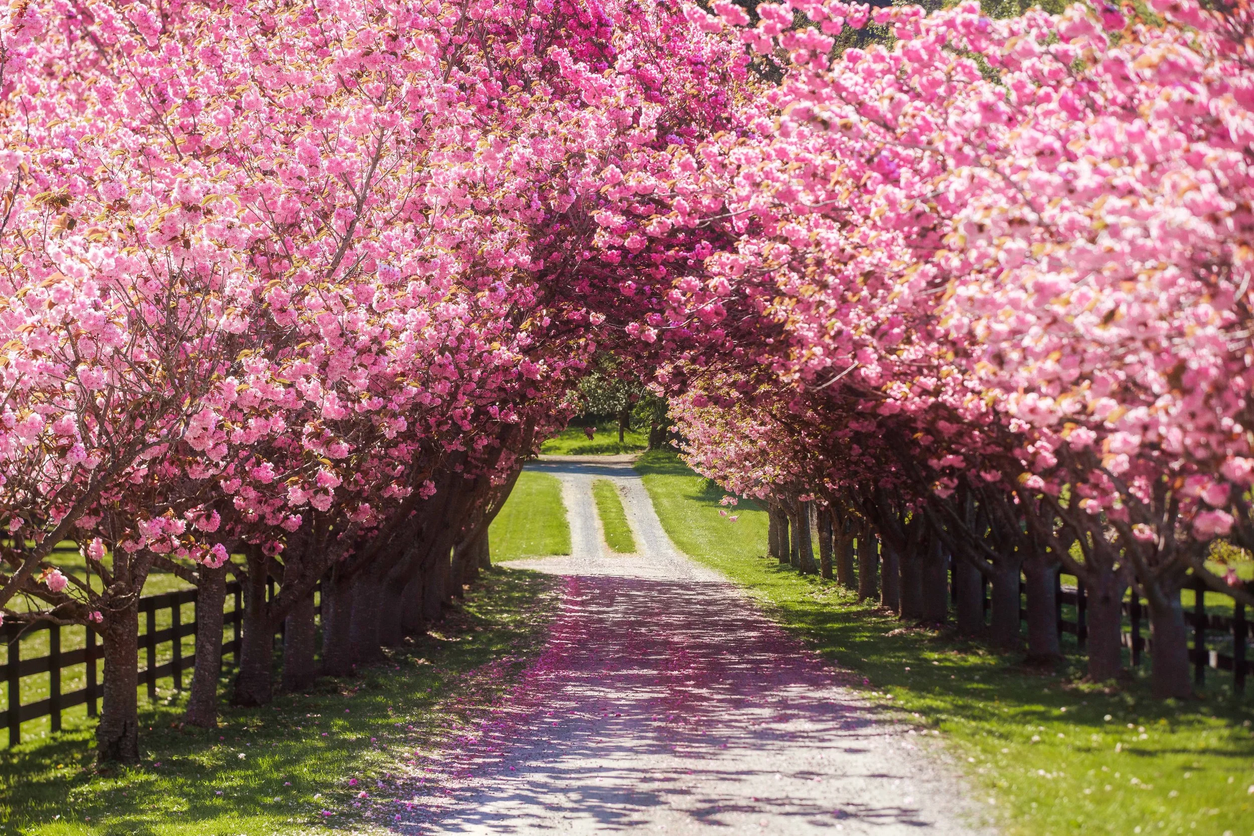 Cherry Blossom Driveway websize.jpg