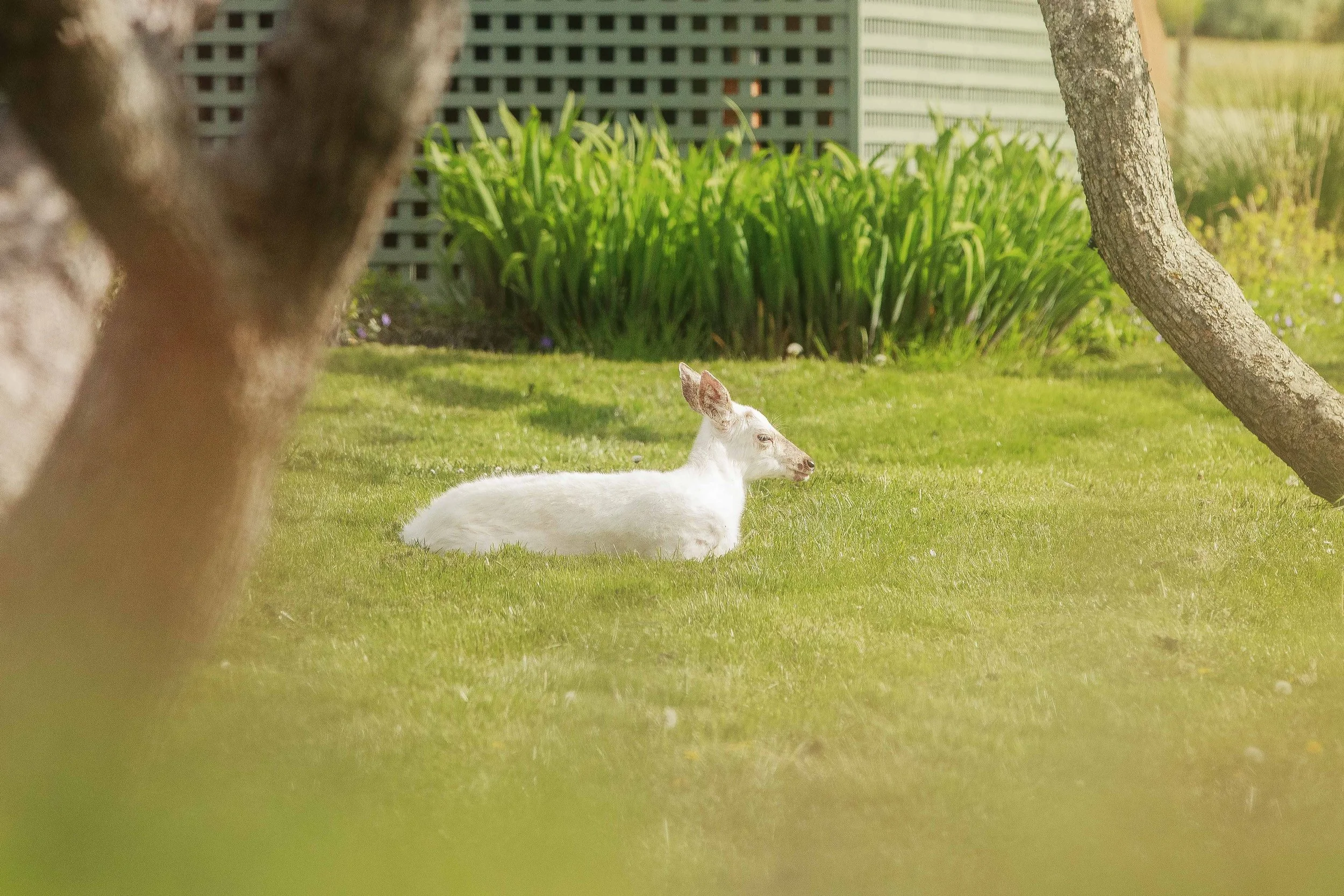 Piebald Deer in Yard Websize.jpg