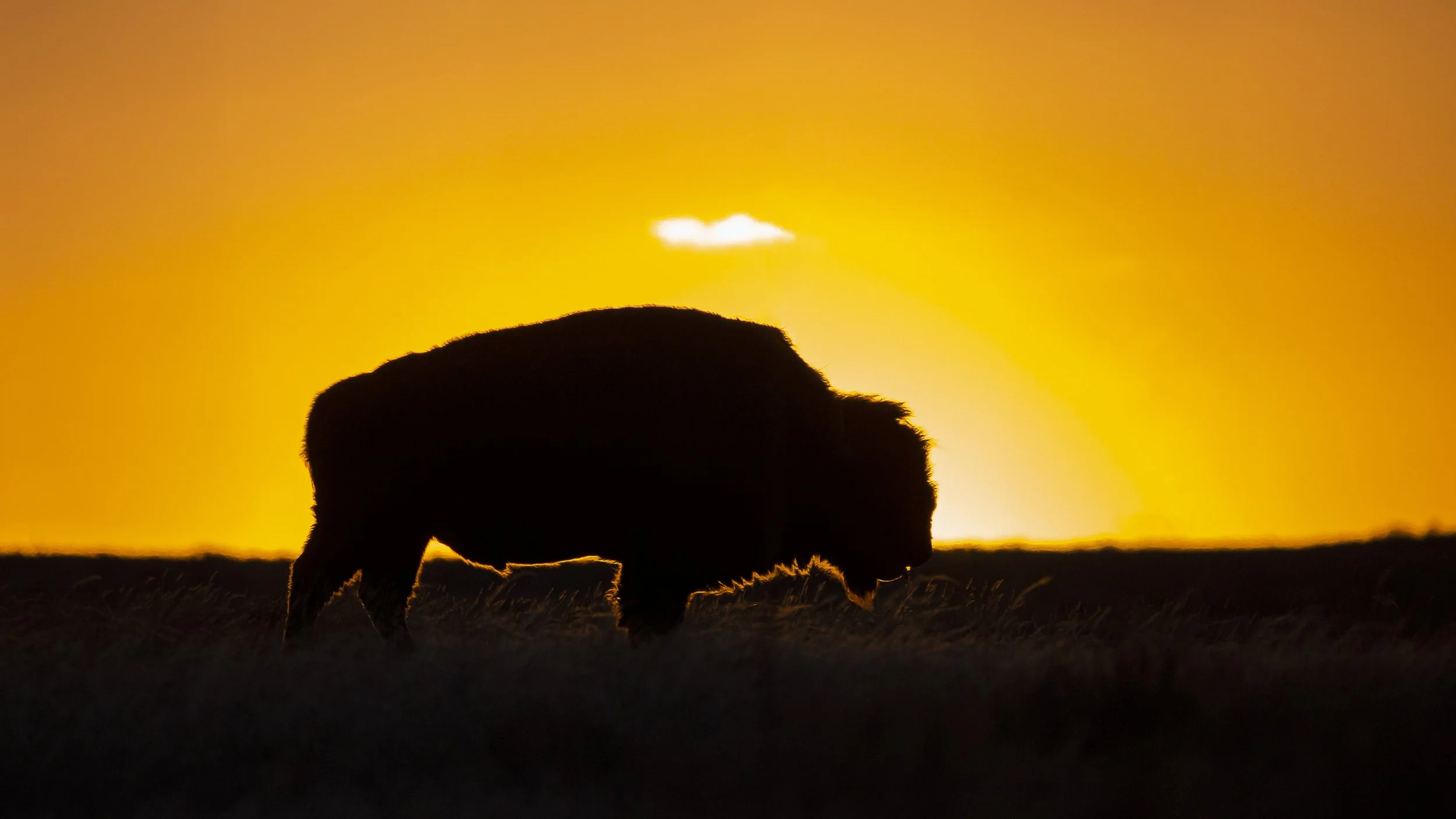 Outline of Bison at Sunrise.jpg
