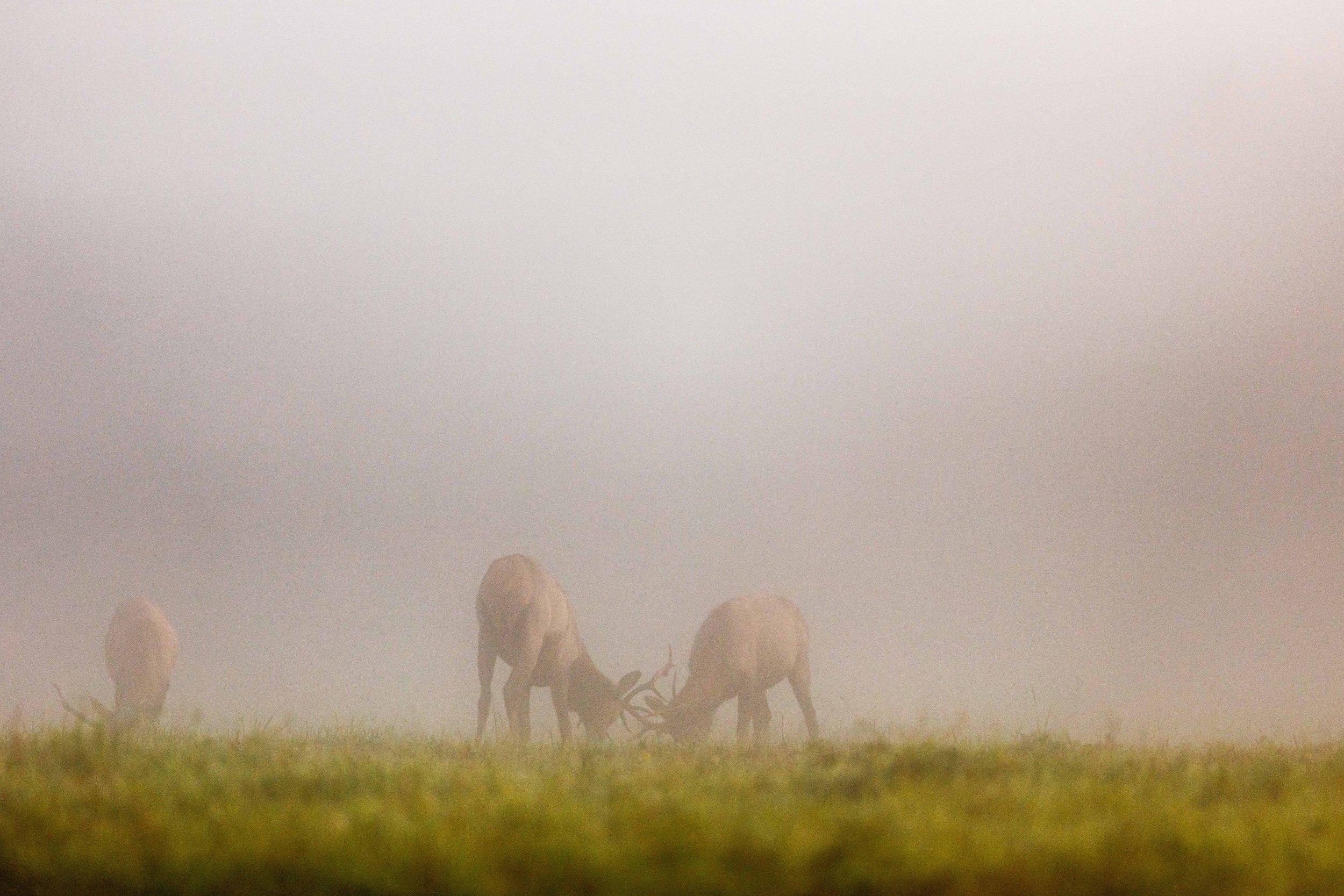 Elk Headbutting in North Bend Websize.jpg