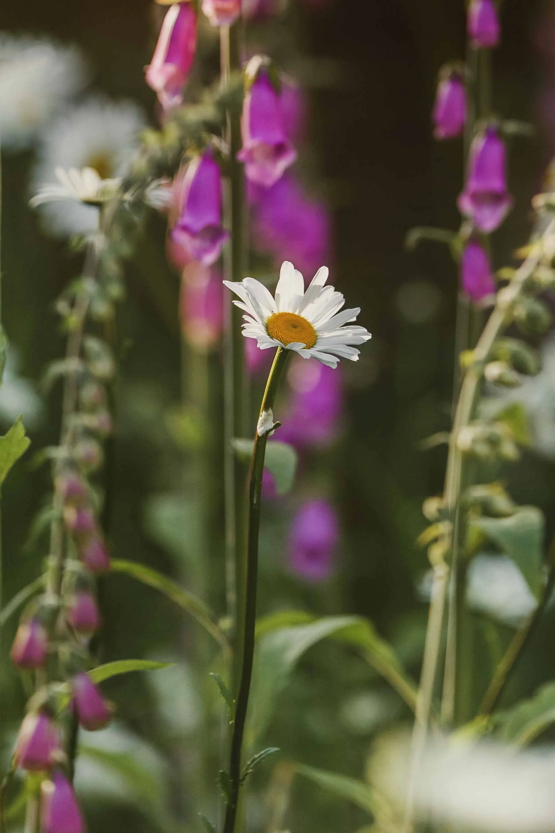Daisy in the Foxglove websize.jpg