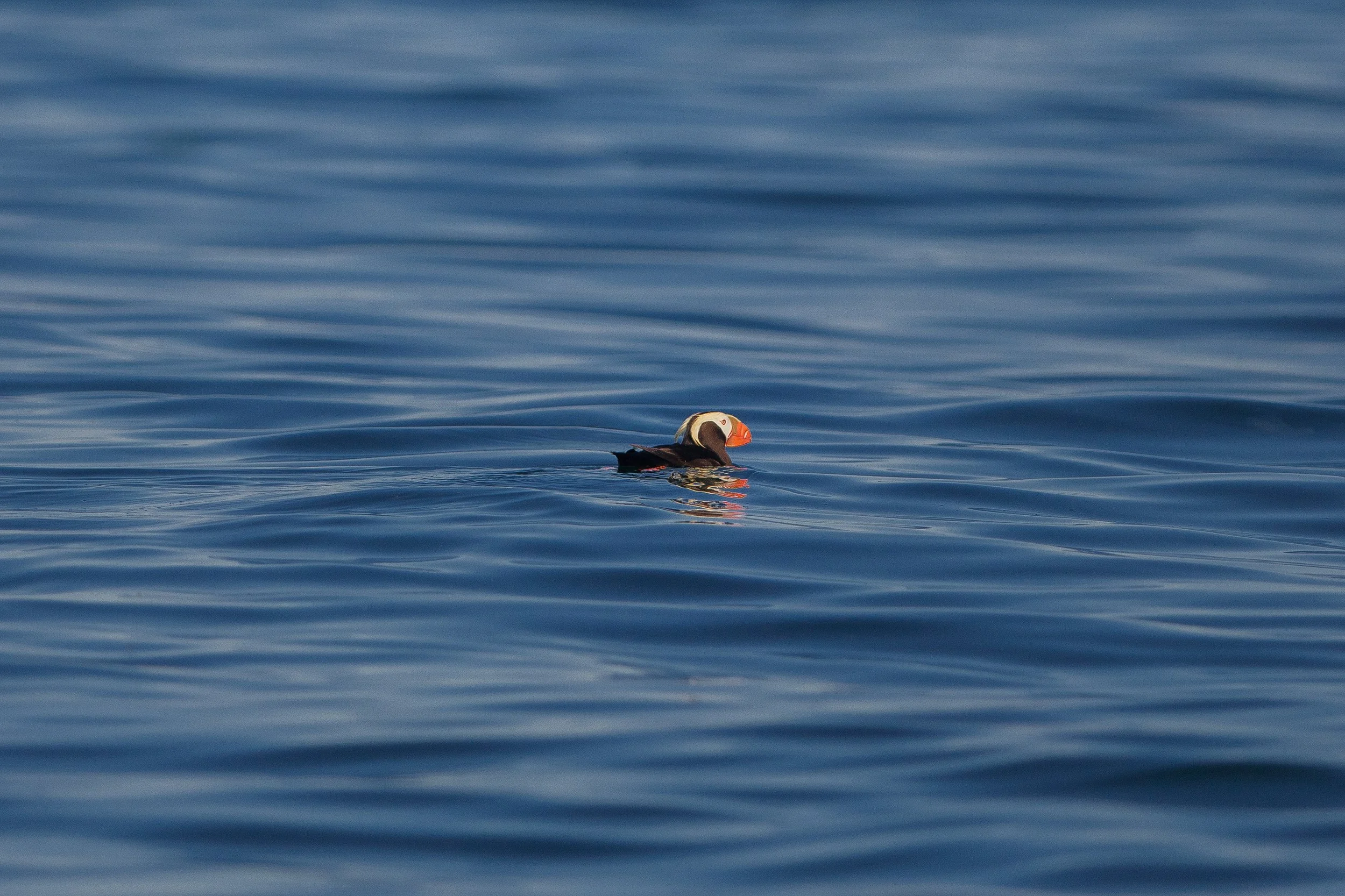 Puffin in Washington.jpg