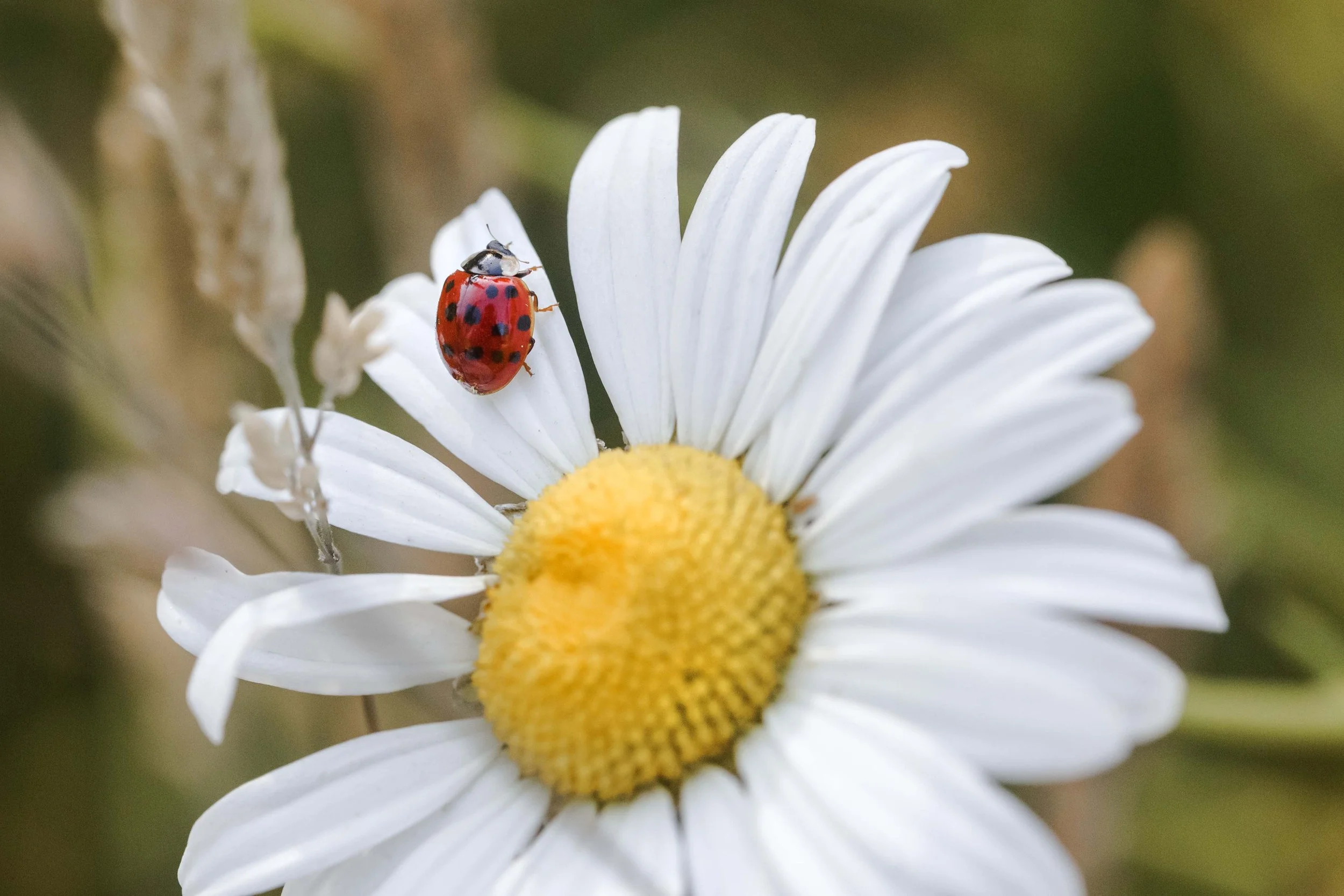 Ladybug on a Daisy Websize..jpg