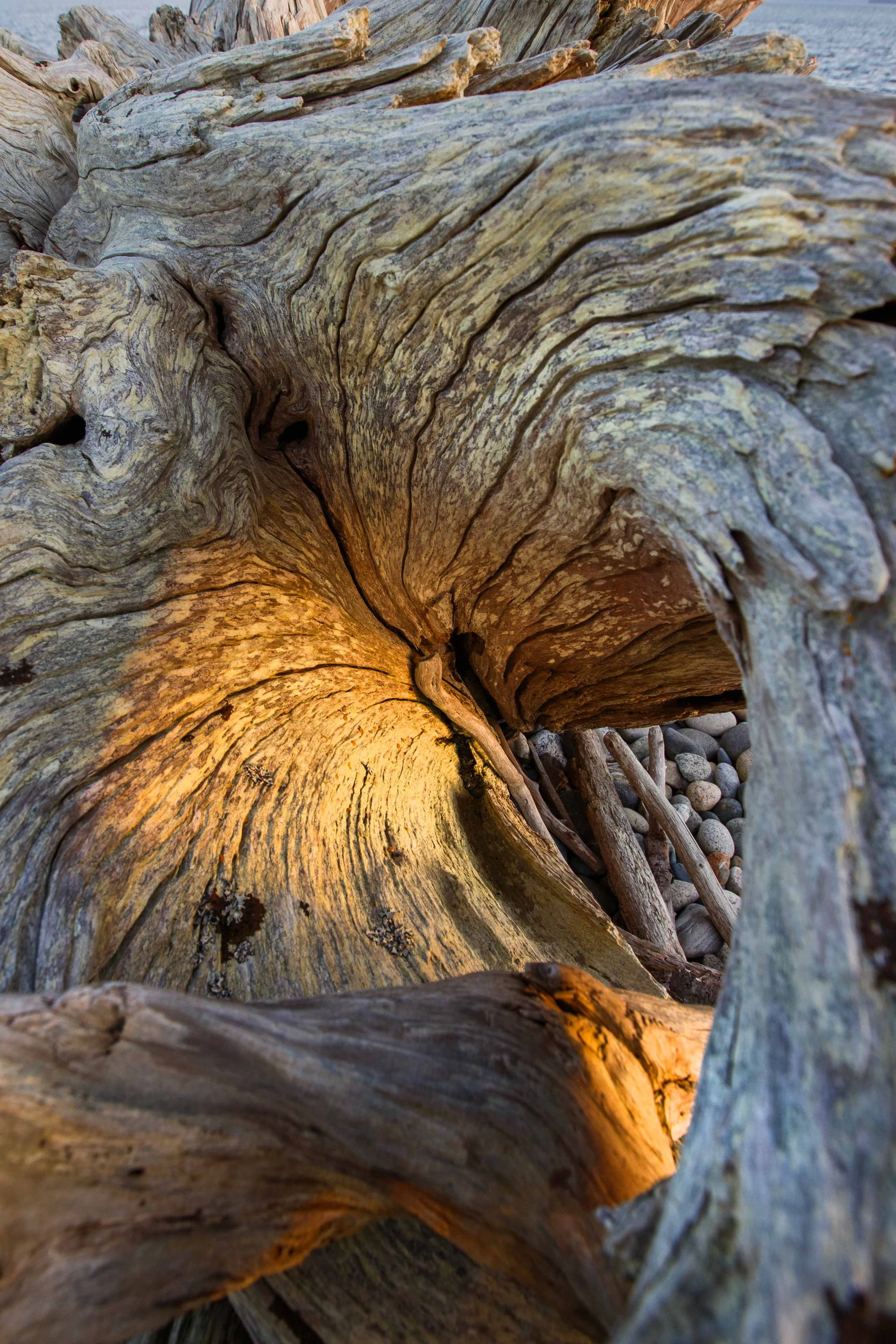 Light Through Driftwood websize.jpg