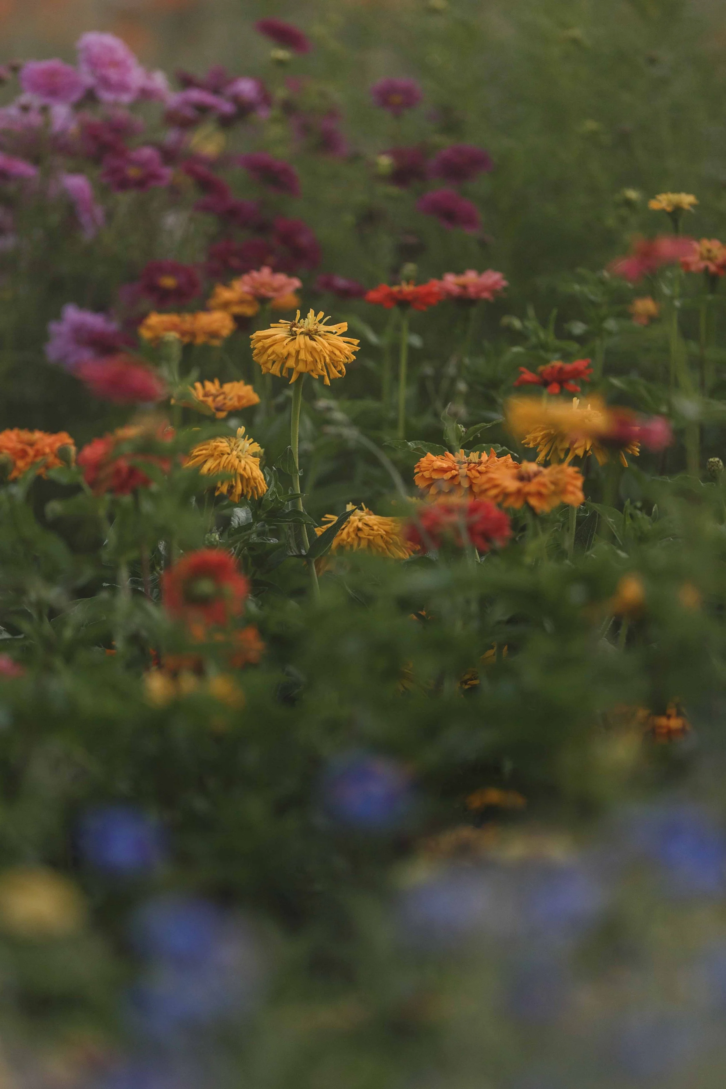 Flowers in the Fog websize.jpg