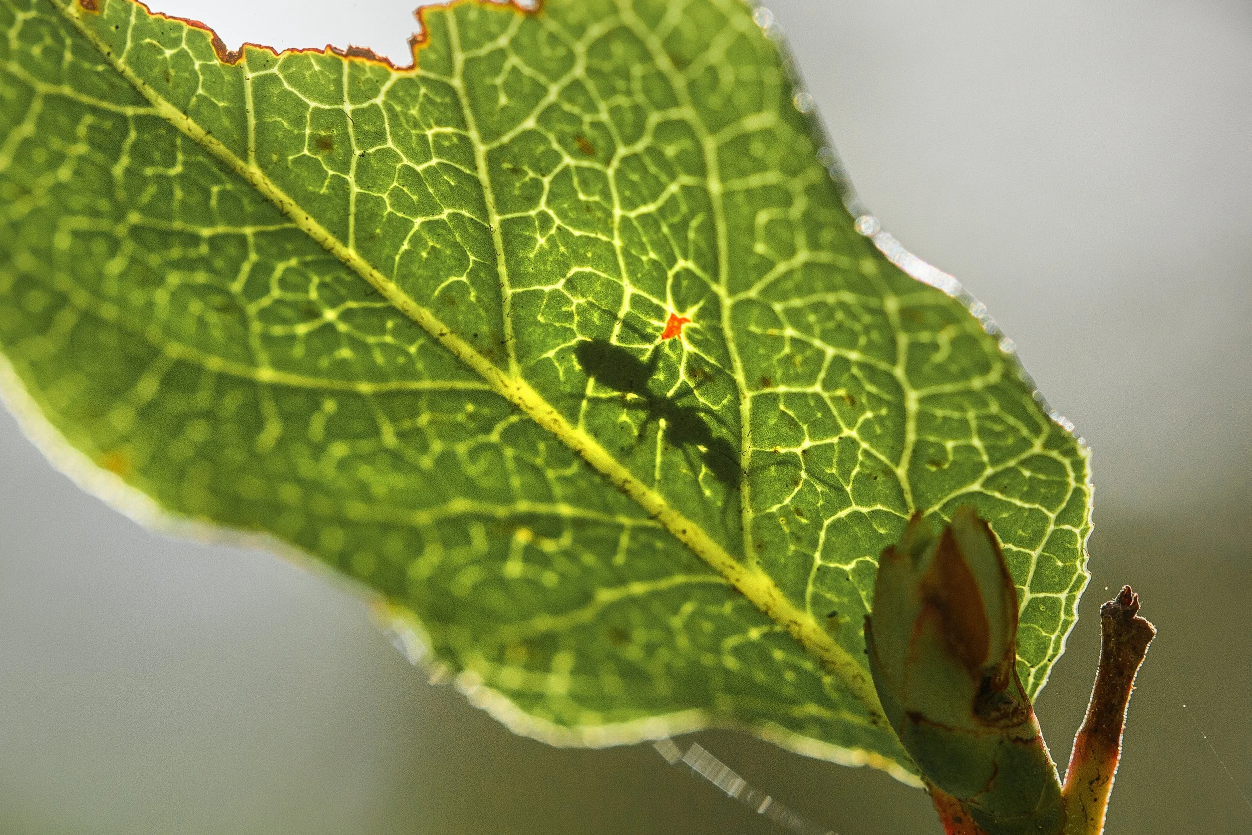 Ant Shadow on a Leaf.jpg