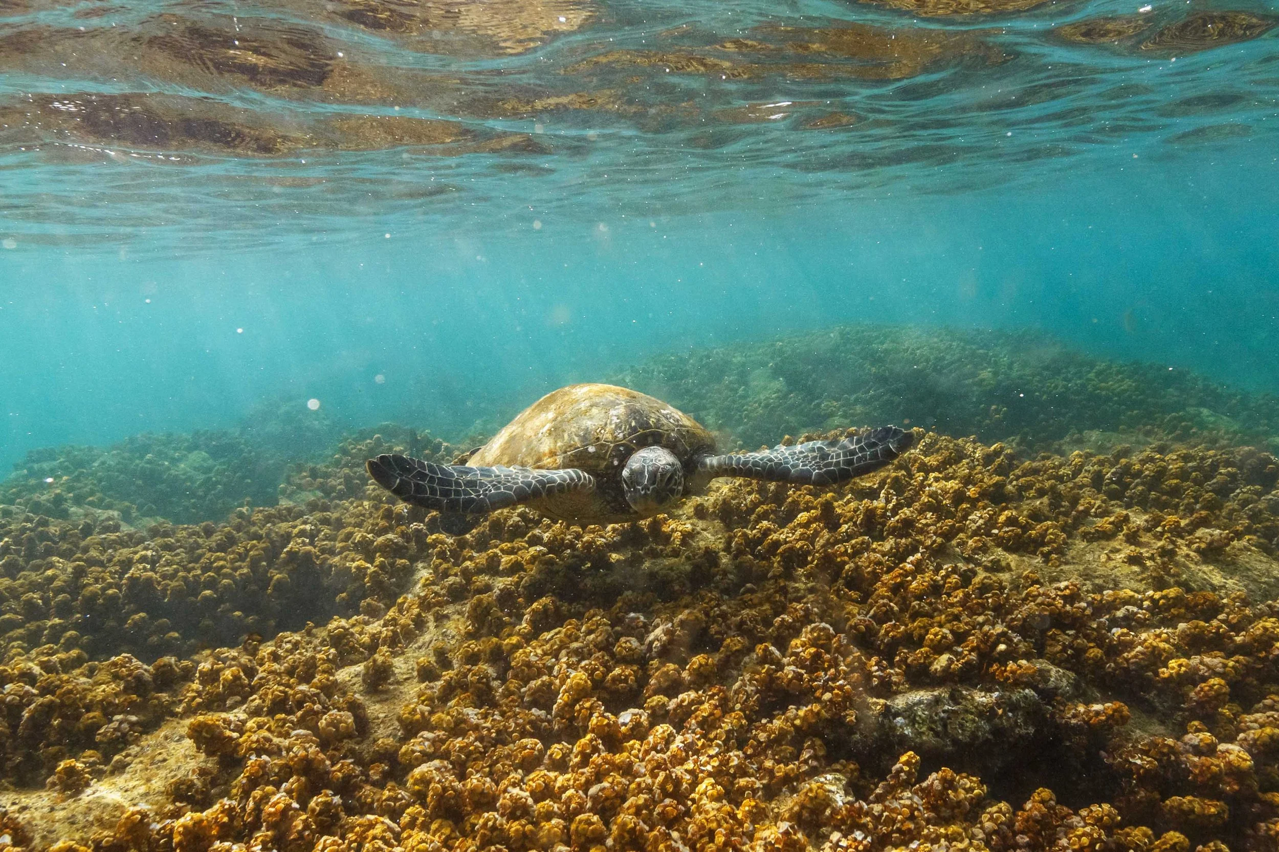 Sea Turtle Coming In websize.jpg