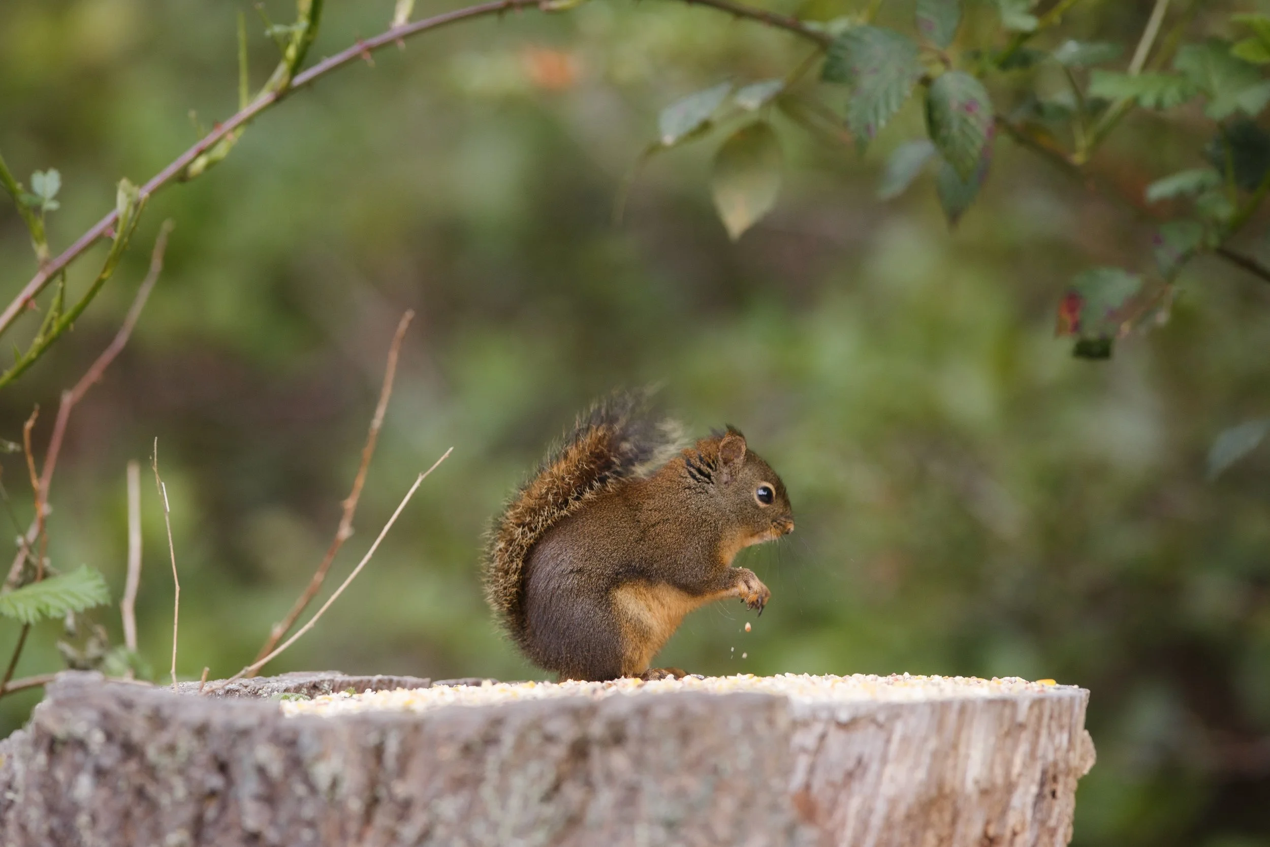 Douglas on a Tree Stump.jpg