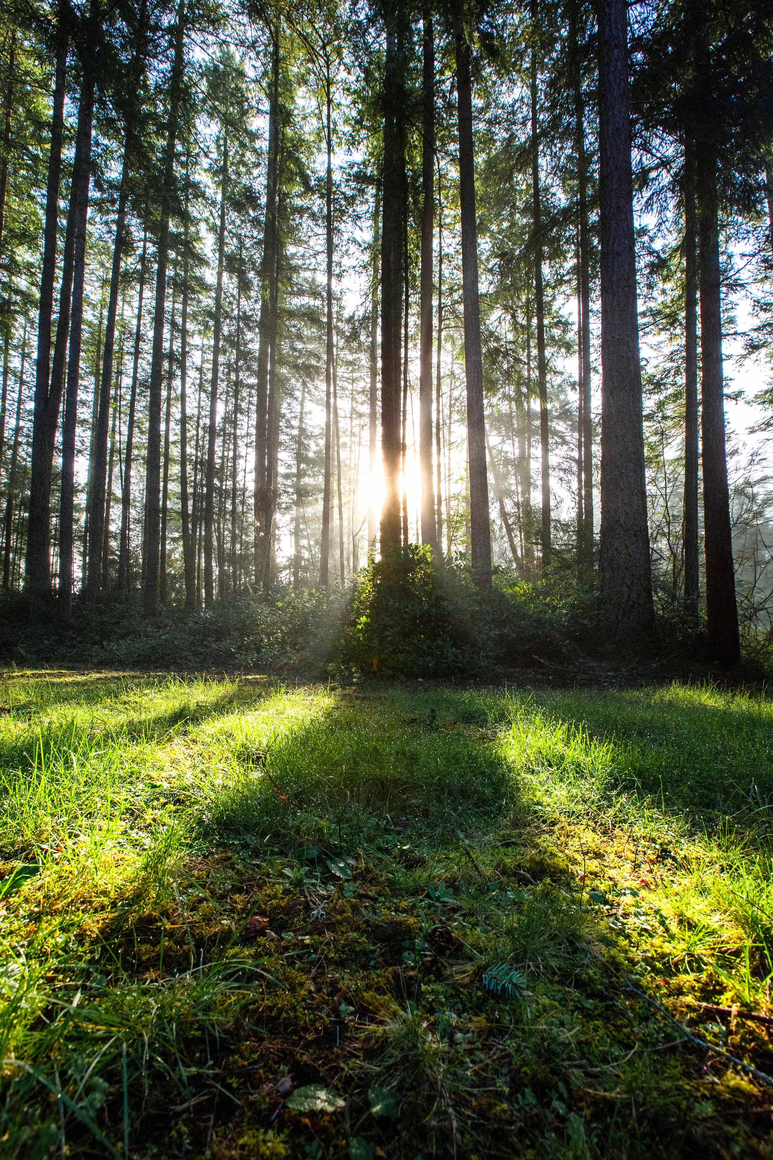 Sunlit Forest Websizejpg.jpg