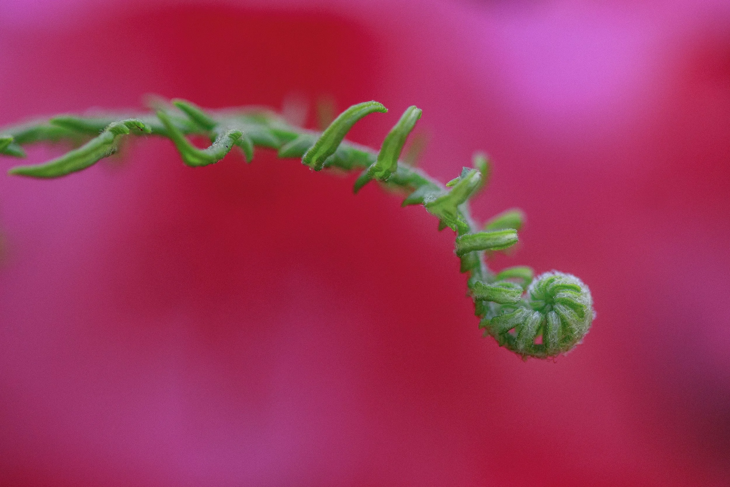 Uncurled Fern.jpg