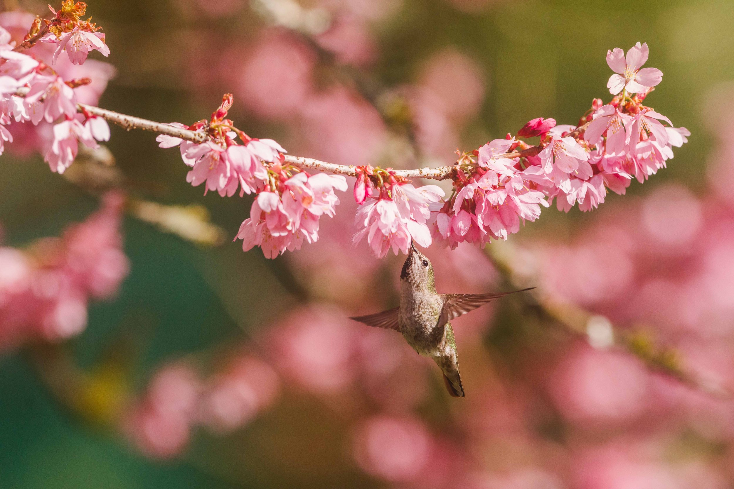 Hummingbird and Cherry Blossom (4)  websize.jpg