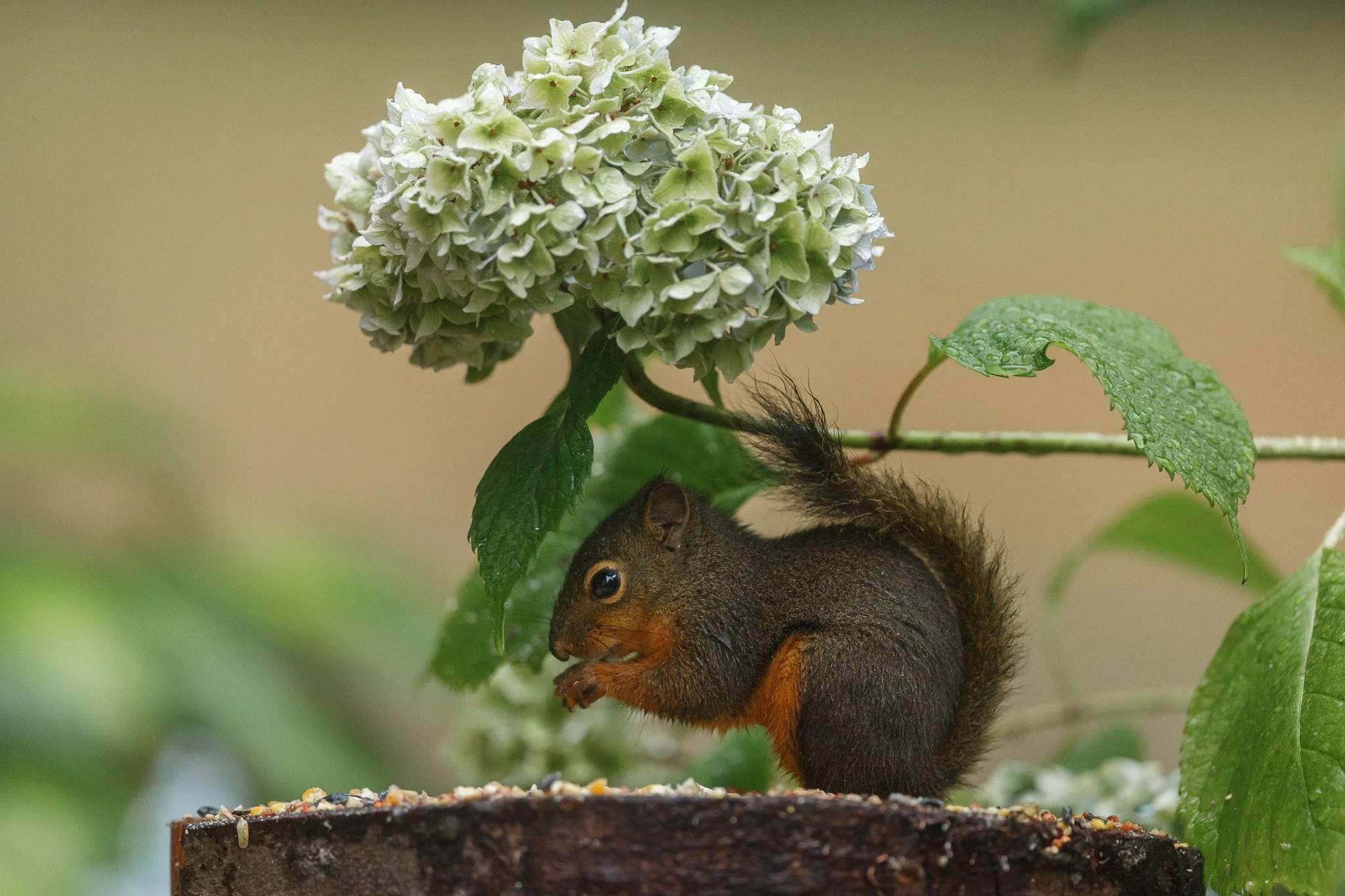 Phineas Eating in the Rain-2.jpg