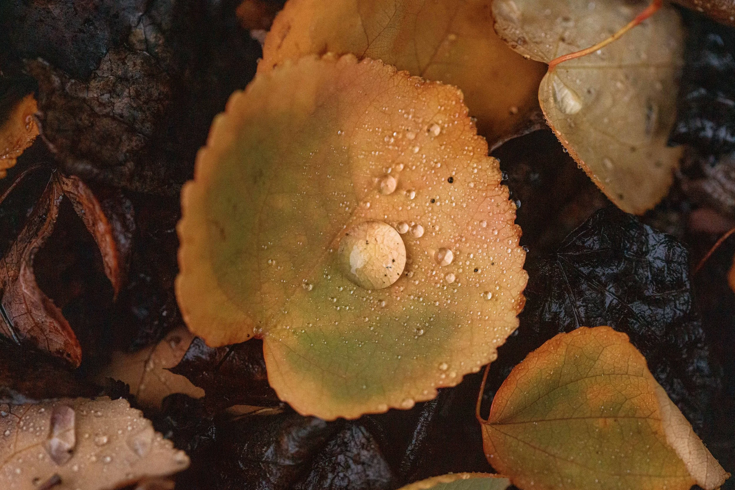 Katsura Leaf with Droplets websize.jpg