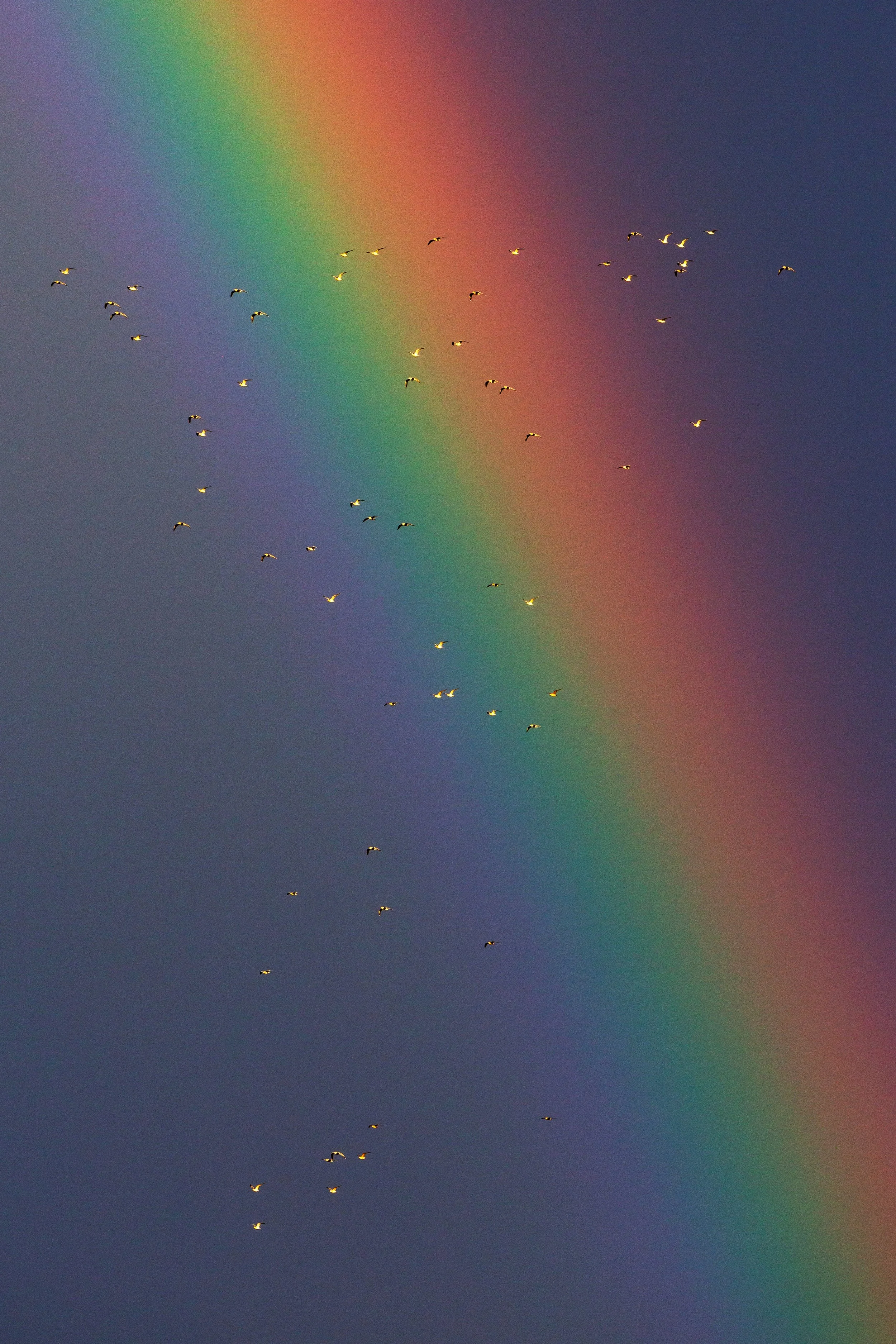 Birds in Flight and a Rainbow.jpg