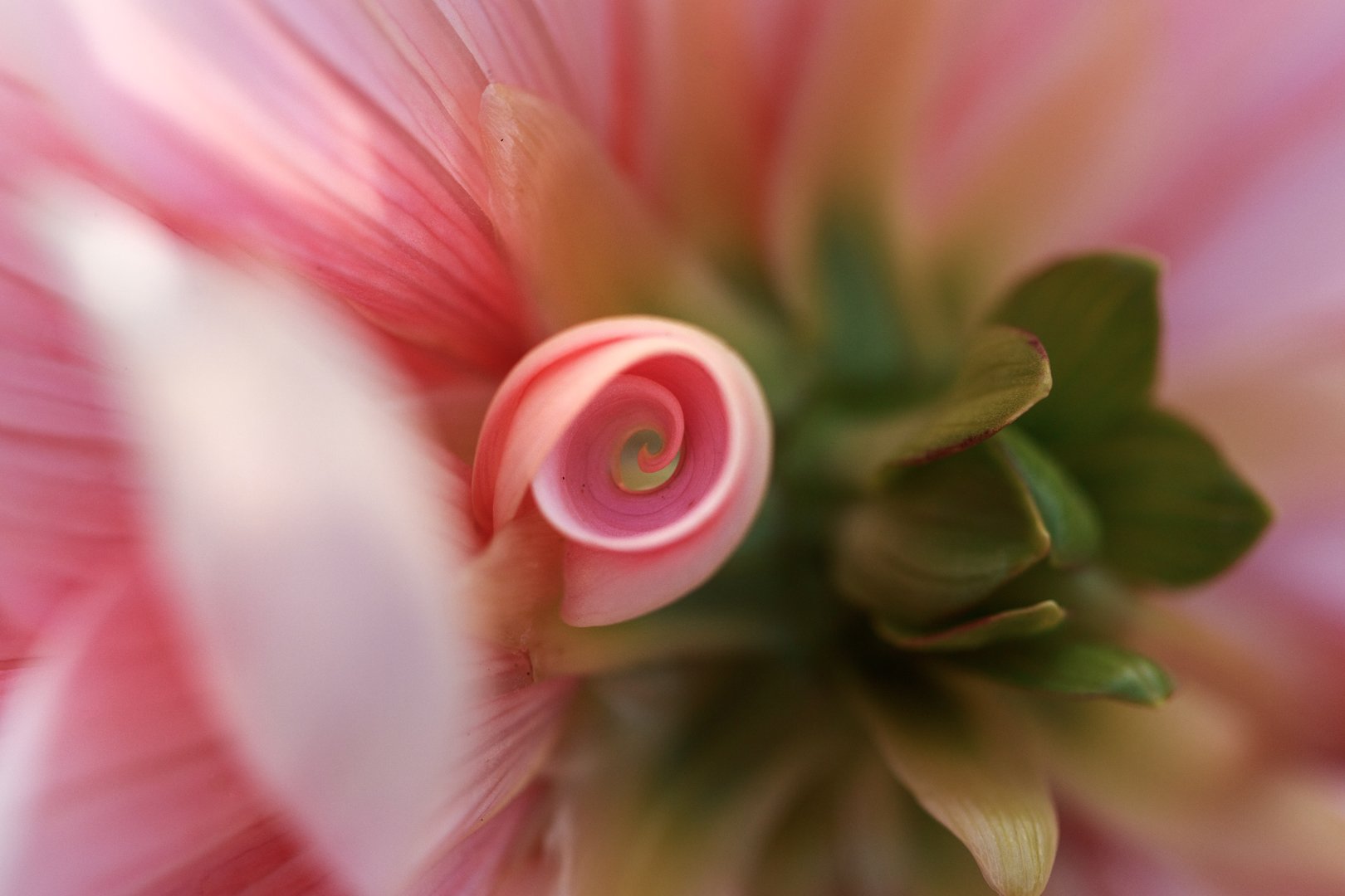 Curves of a Dahlia.jpg