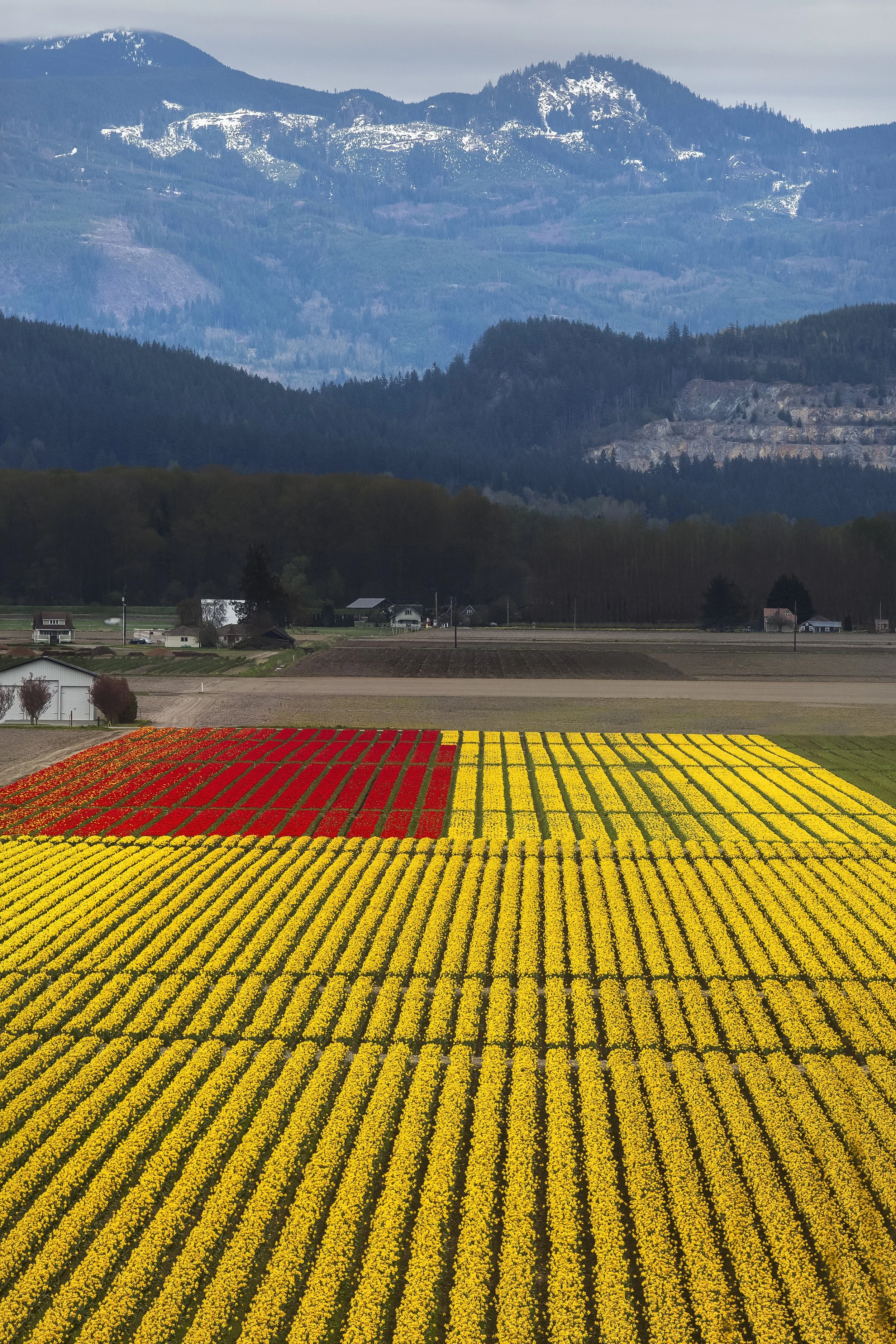 Tulips Meet Daffodils.jpg