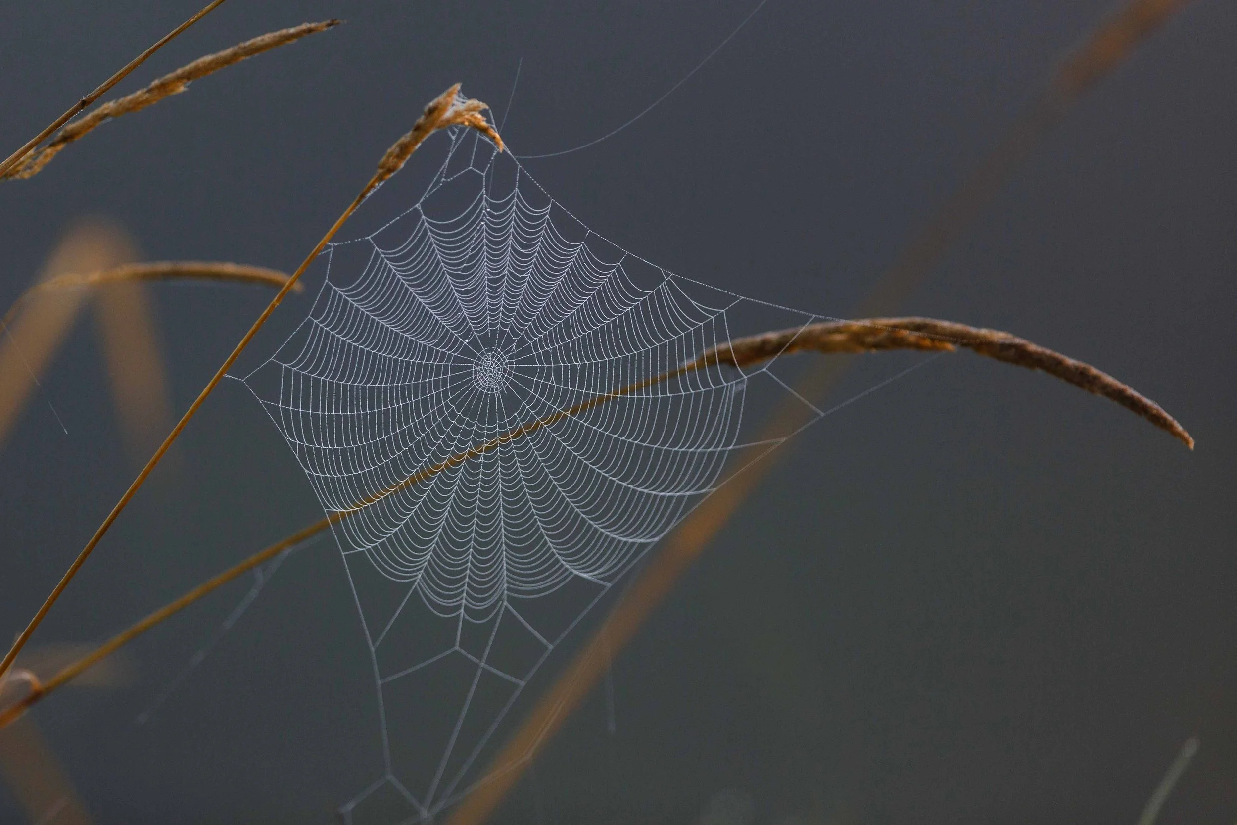 Dewey Webs in Carnation (2) websize.jpg