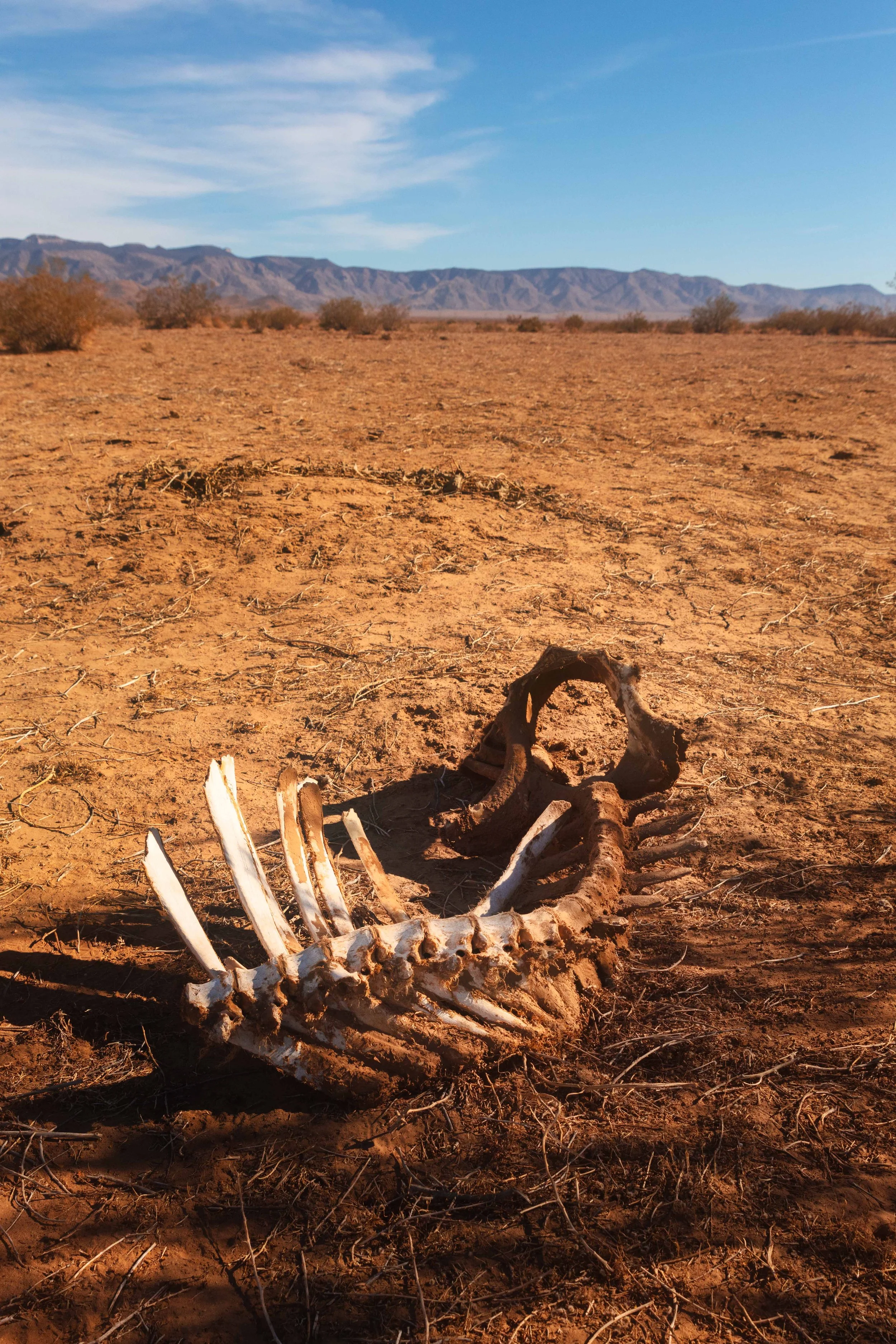 Life in the Desert websize.jpg