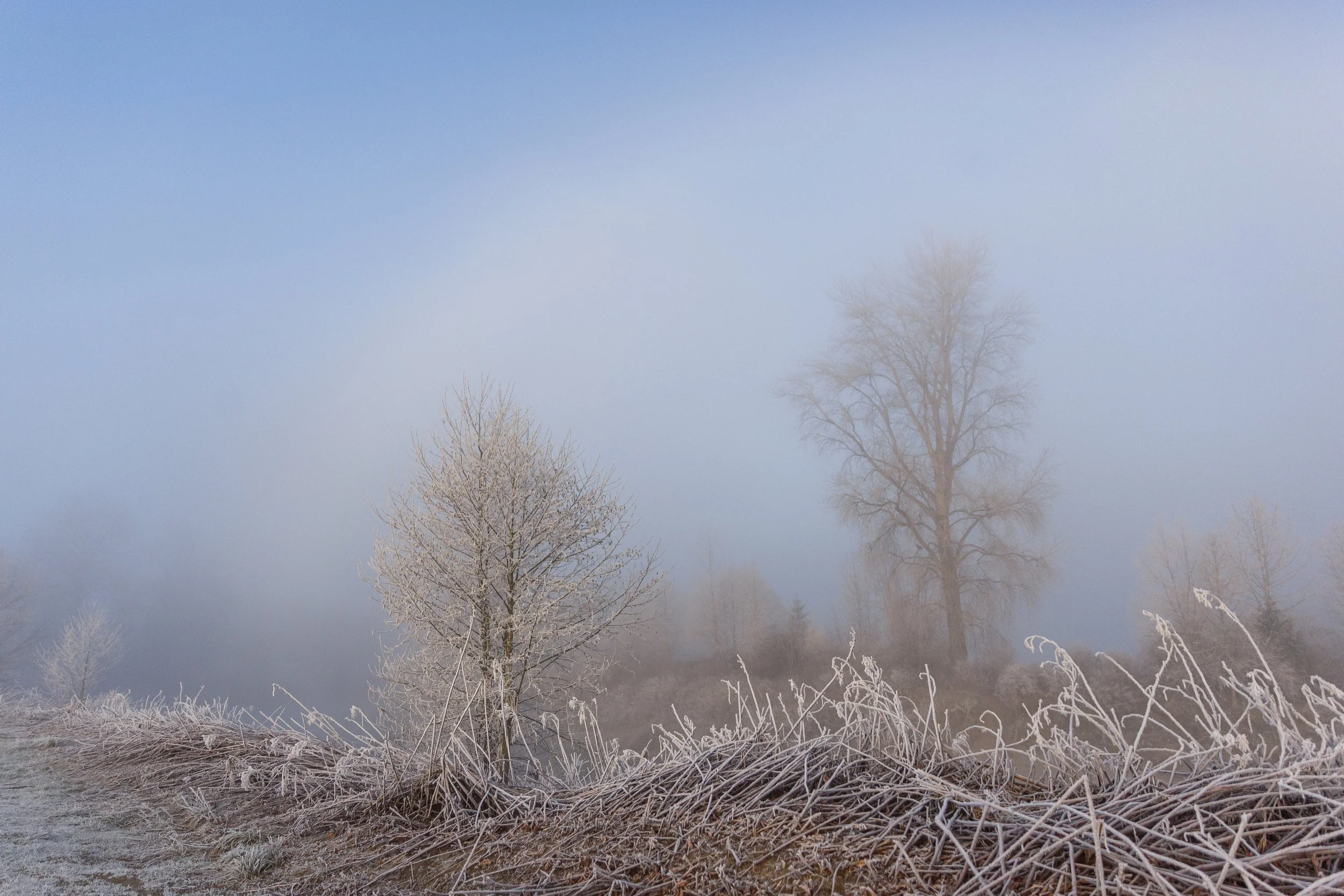 Hoarfrost in Carnation.jpg