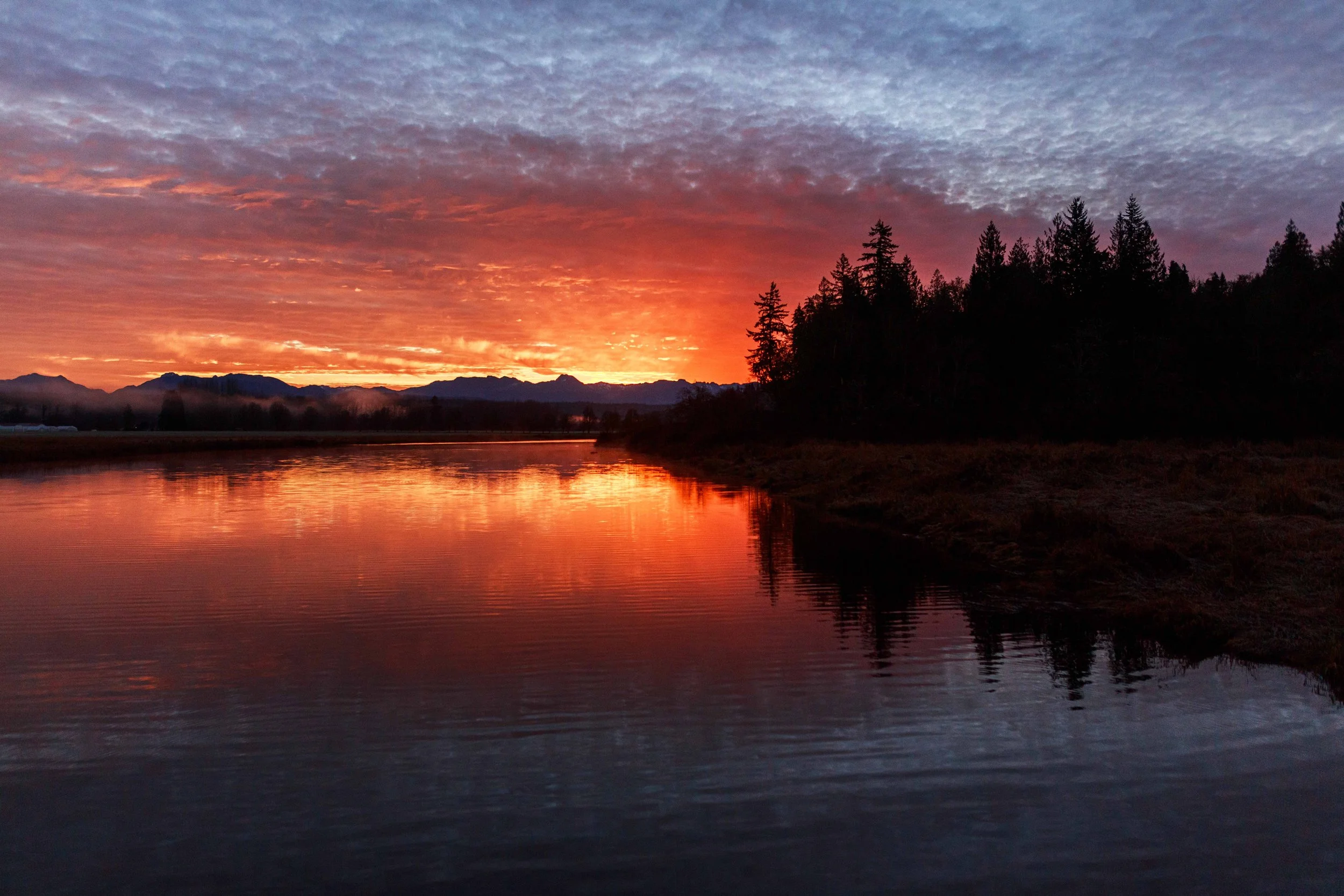 Sunrise with Tree Silhouettes Websize.jpg