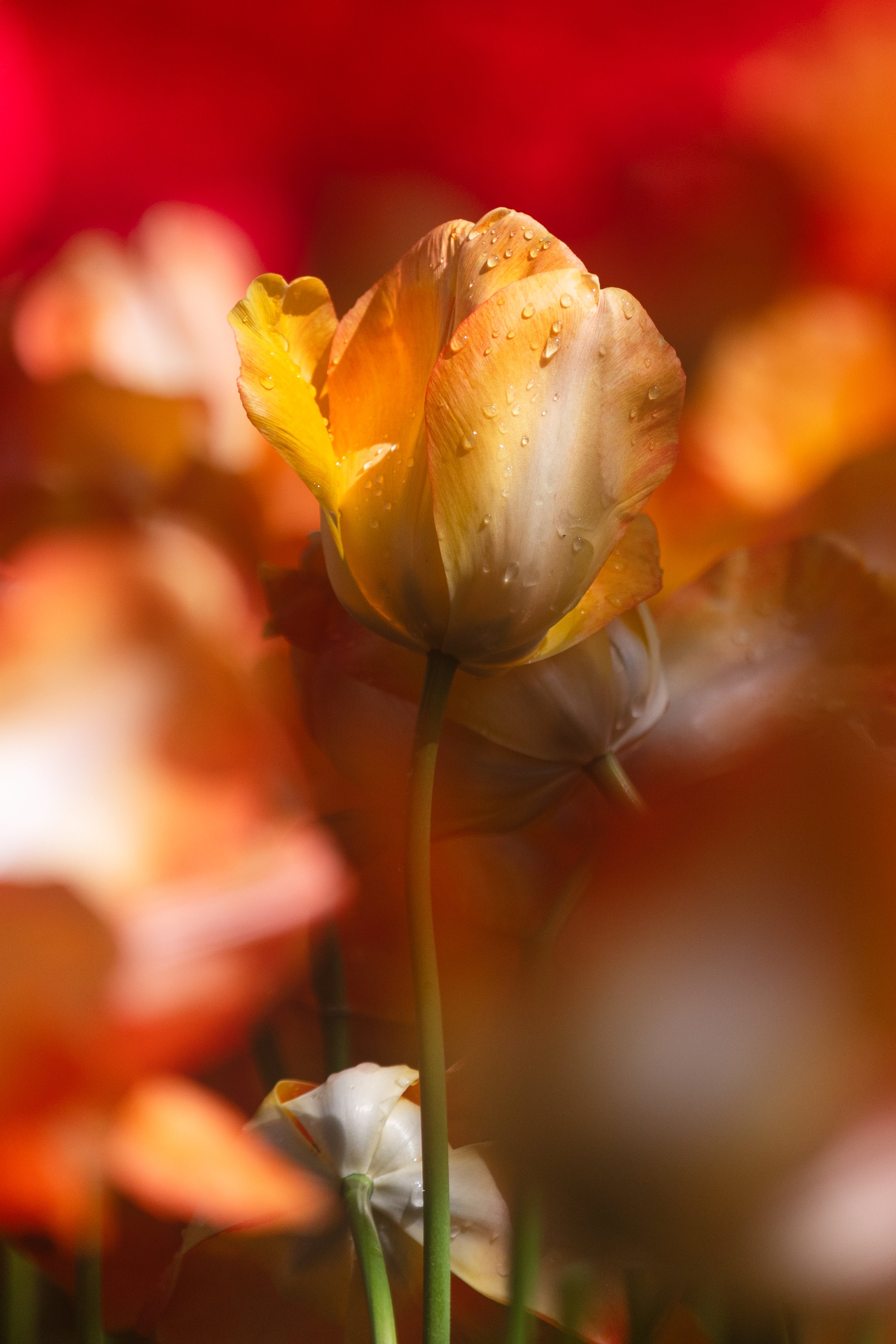 Golden Tulips.jpg