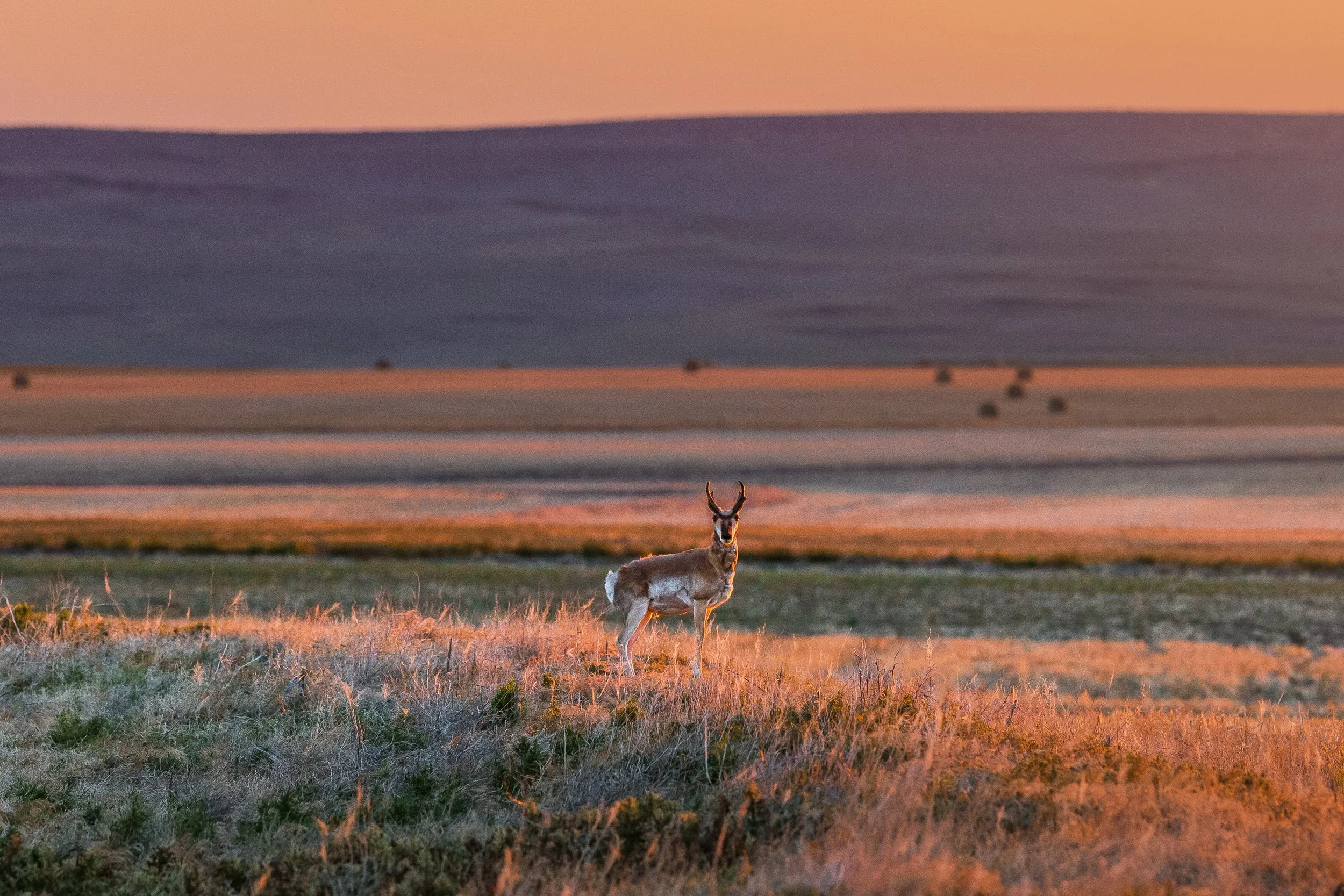 Pronghorn out on Plains.jpg