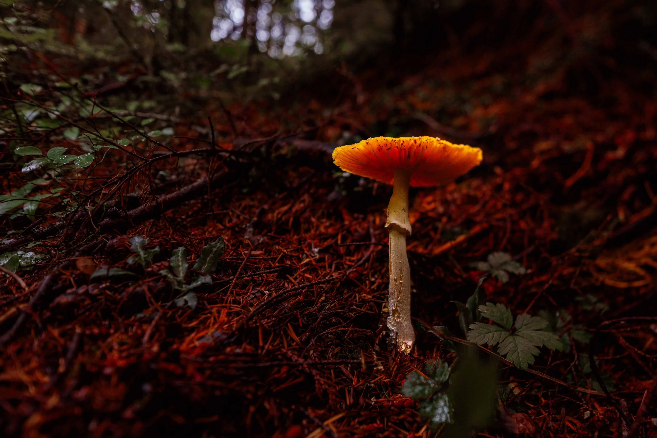 Amanita Lit Up Websize.jpg