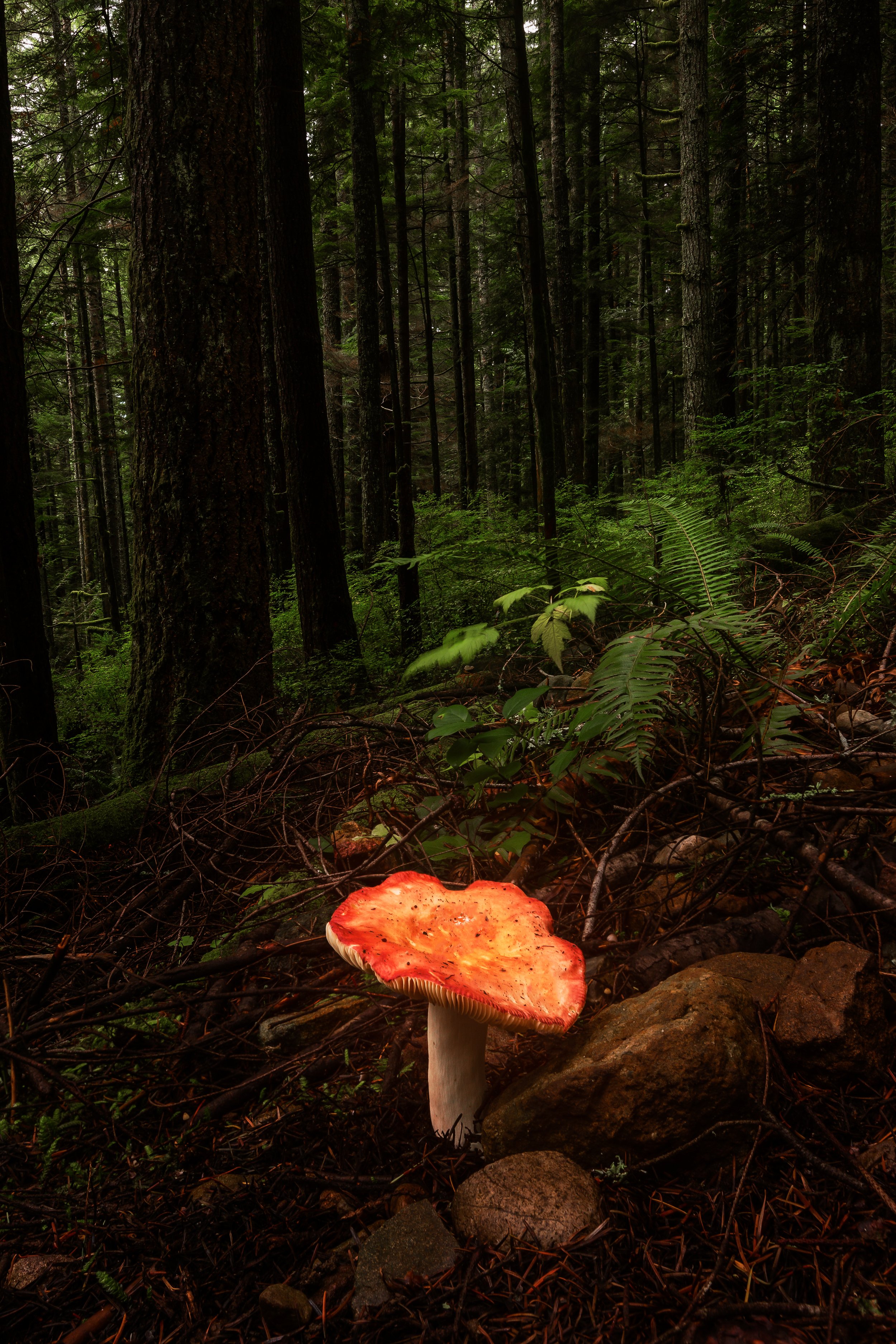 Mushroom on Tiger Mountain.jpg
