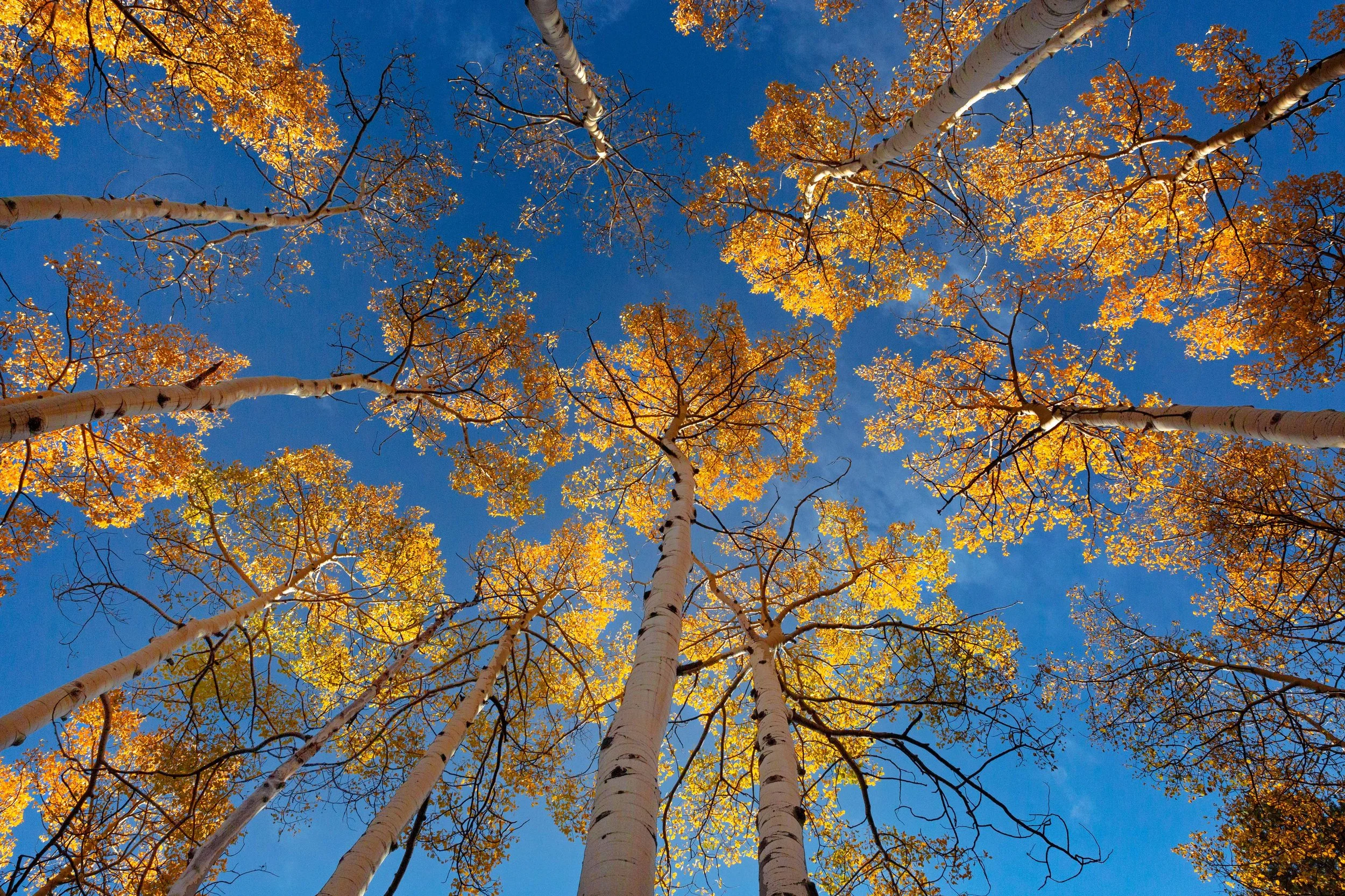 Aspens in the Fal websize.jpg
