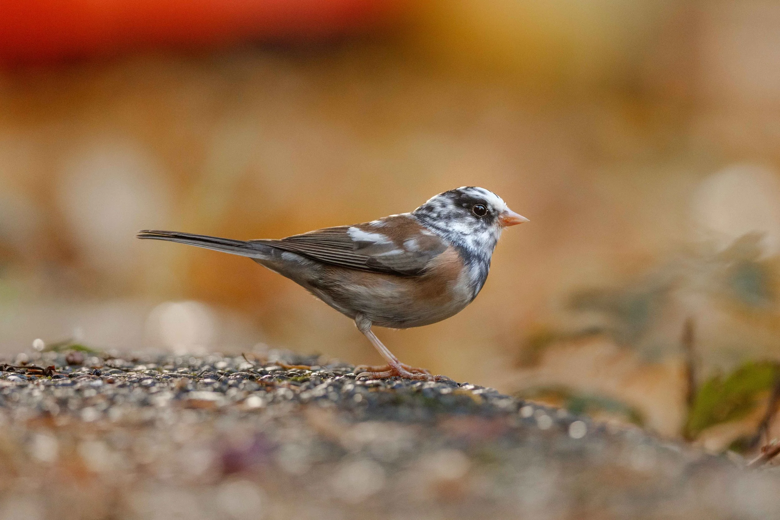 Marble Striking a Pose Websize.jpg