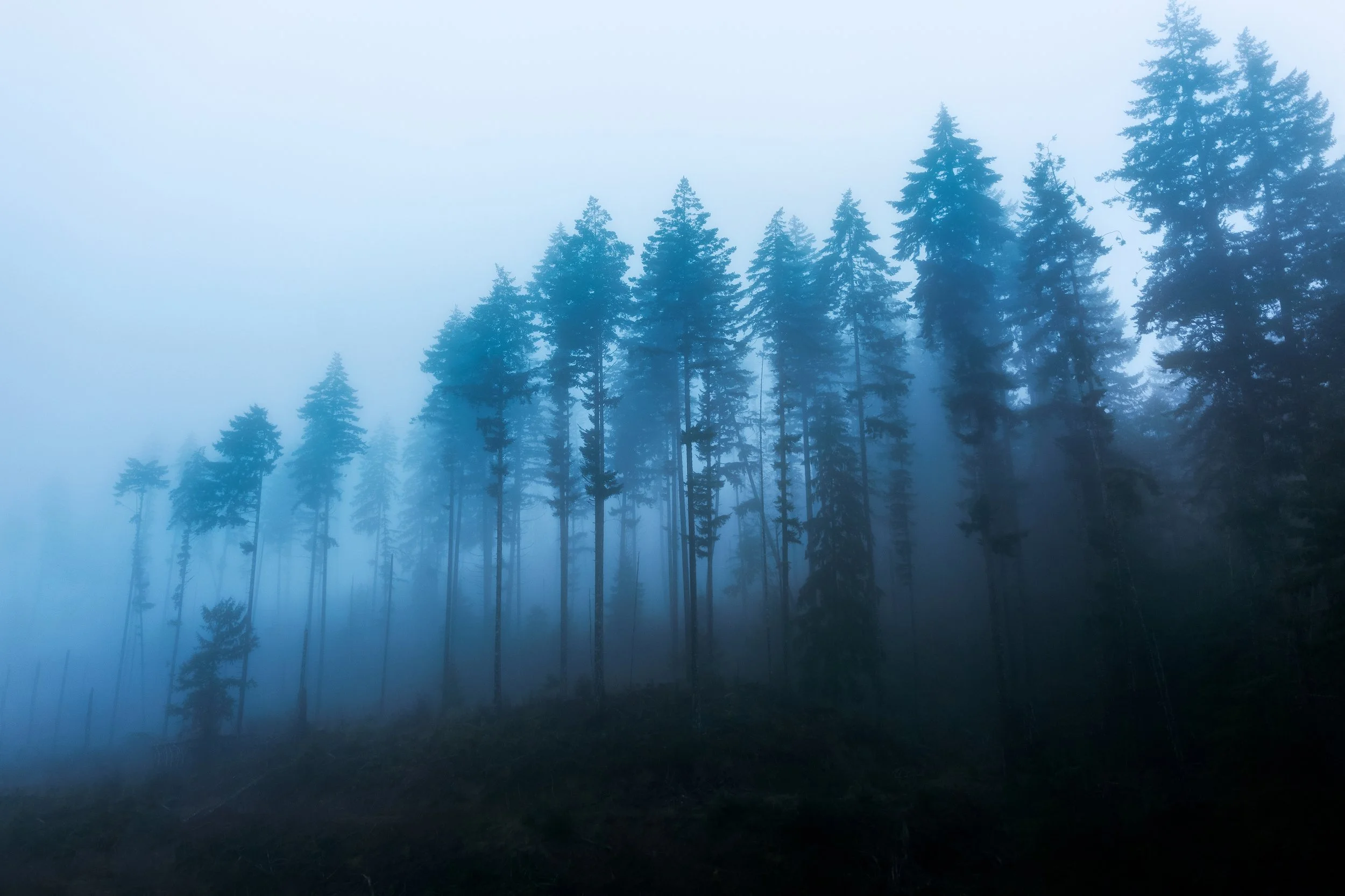 Trees In Fog During Blue Hour.jpg