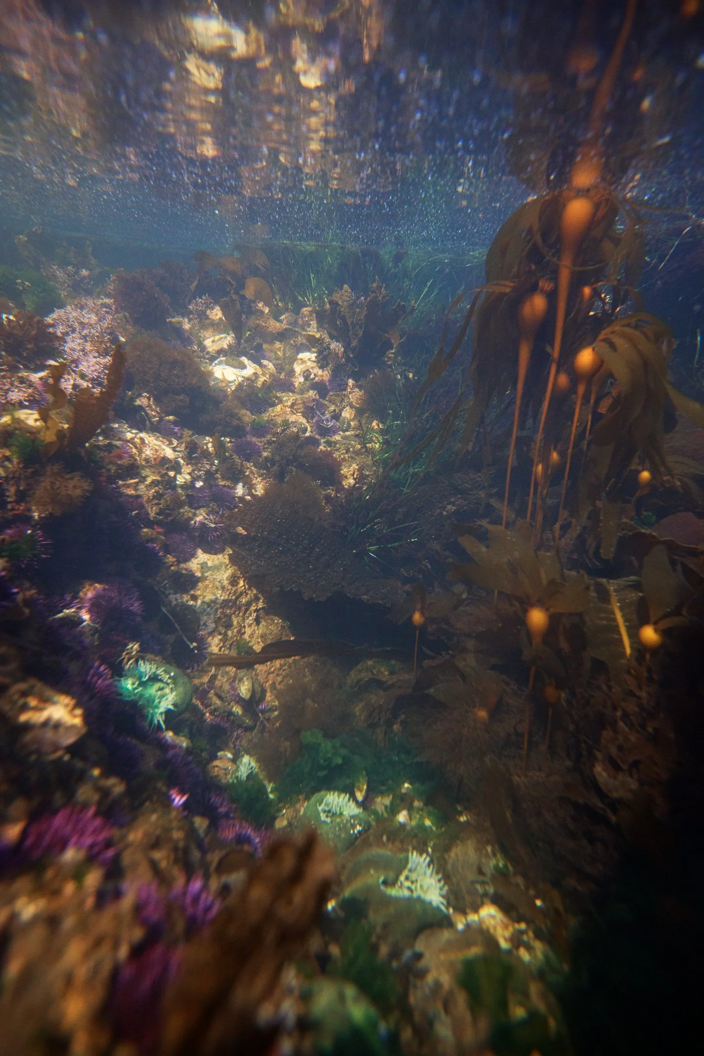 Bull Kelp Wonderland.jpg